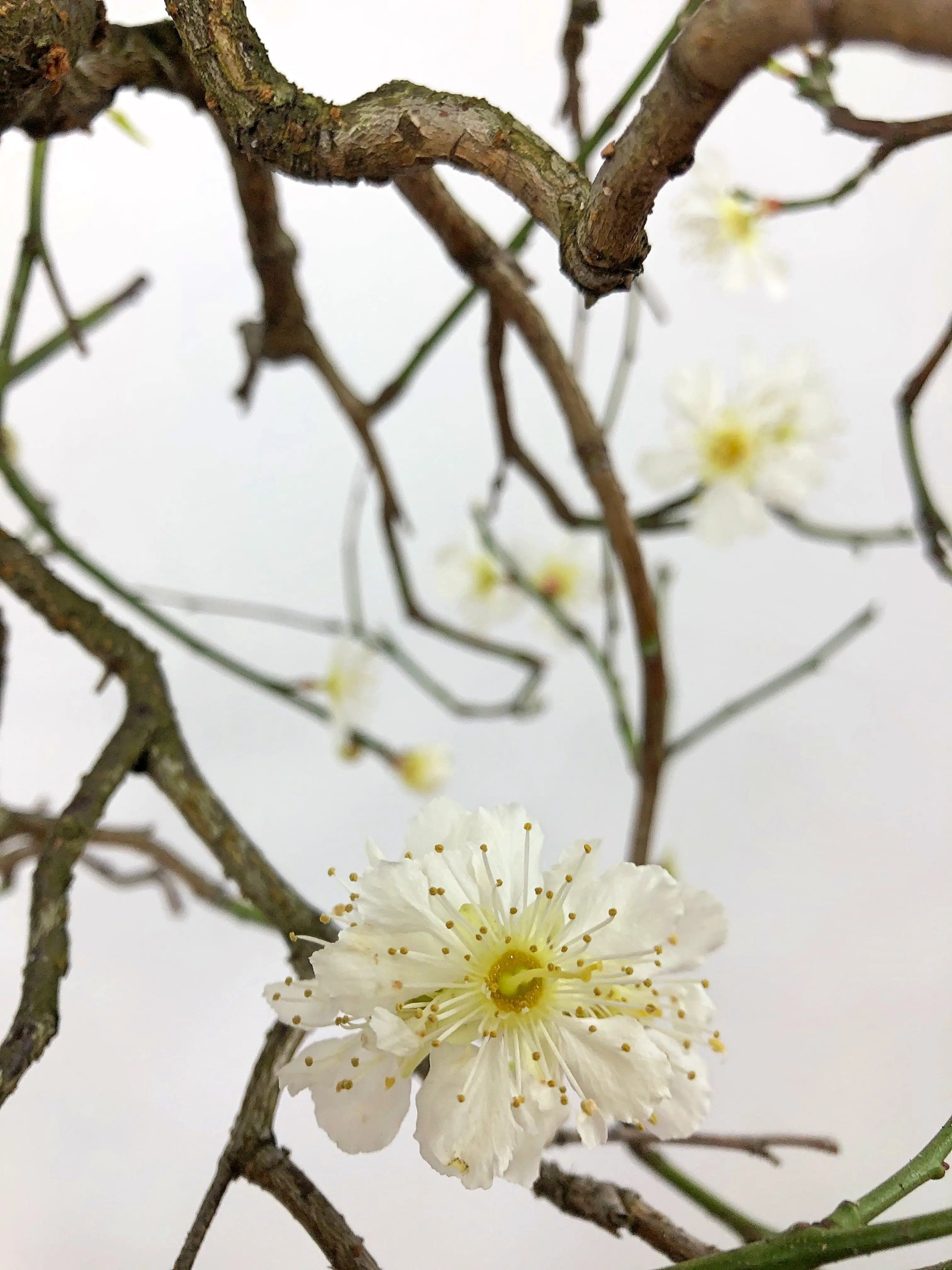 Prunus mume #4 'Yabai' Canada Bonsai
