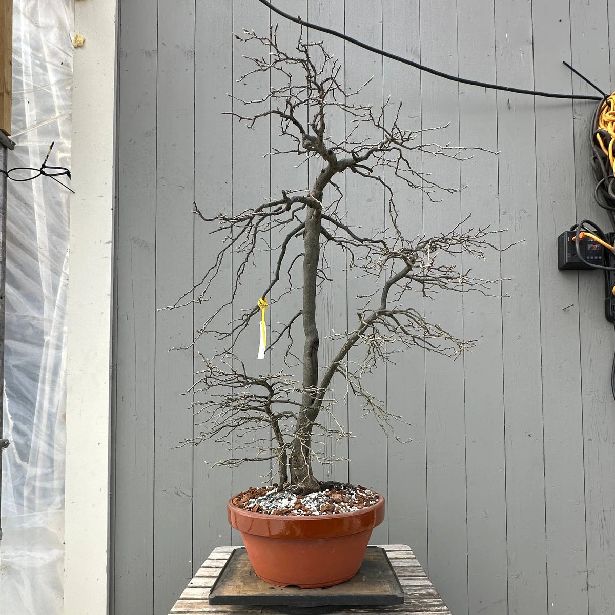 Diospyros rhombifolia #29 'Kimamori' Canada Bonsai