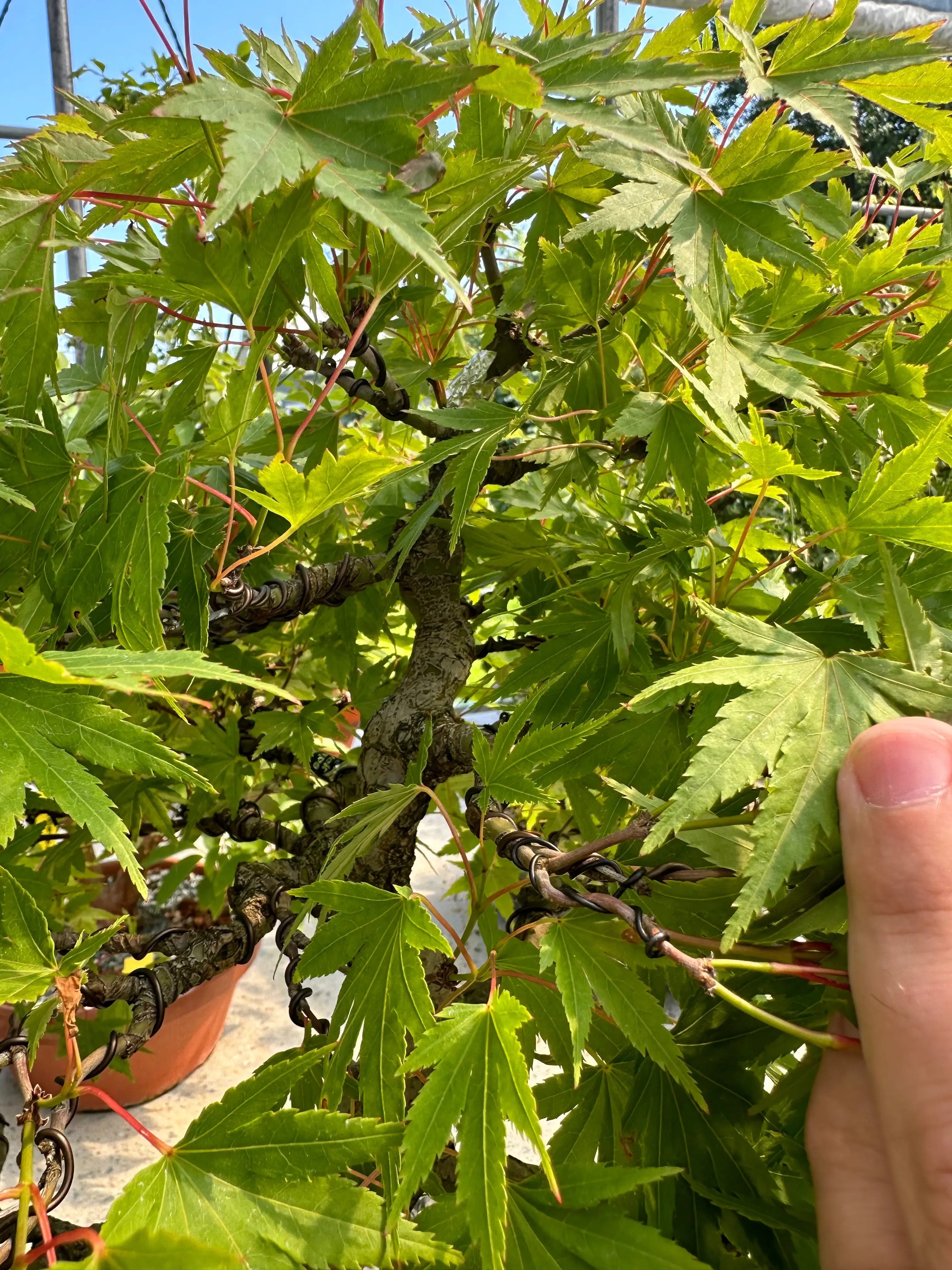 Acer palmatum #4 Canada Bonsai