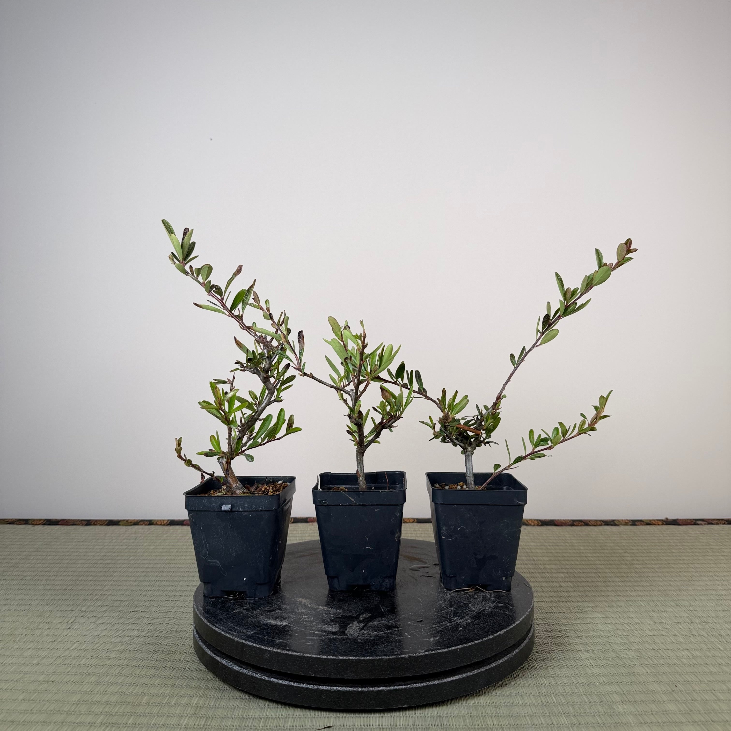 Pyracantha angustifolia (red)