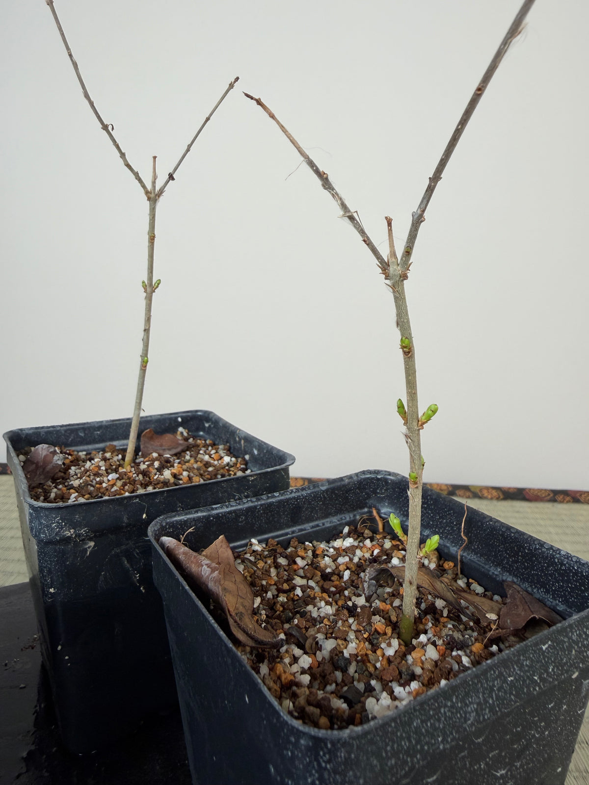 Ligustrum (Cuttings)