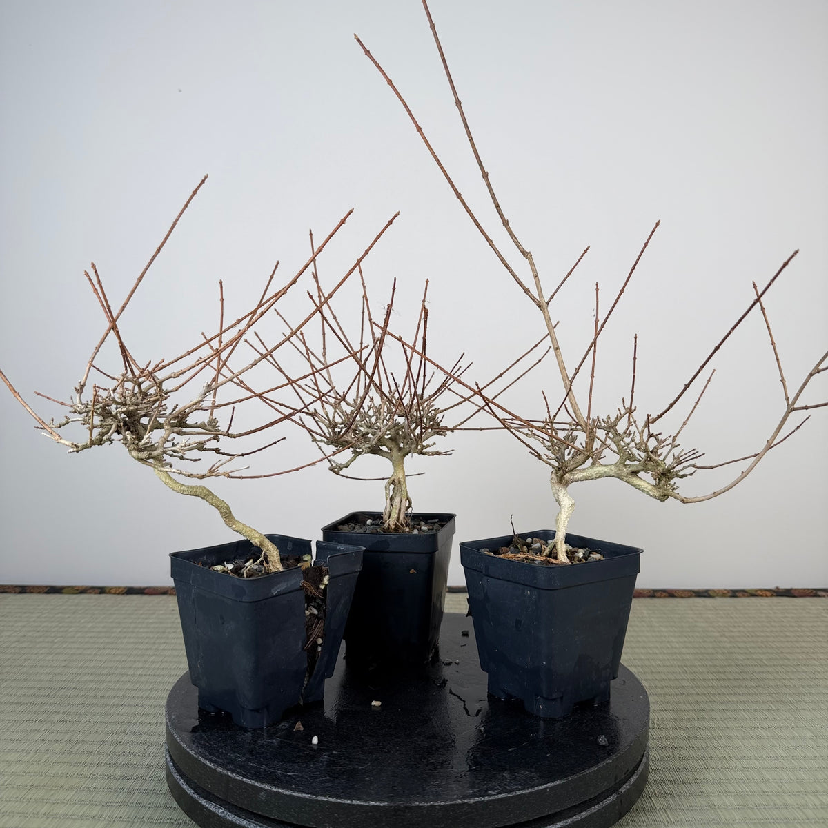 Premna japonica (large)
