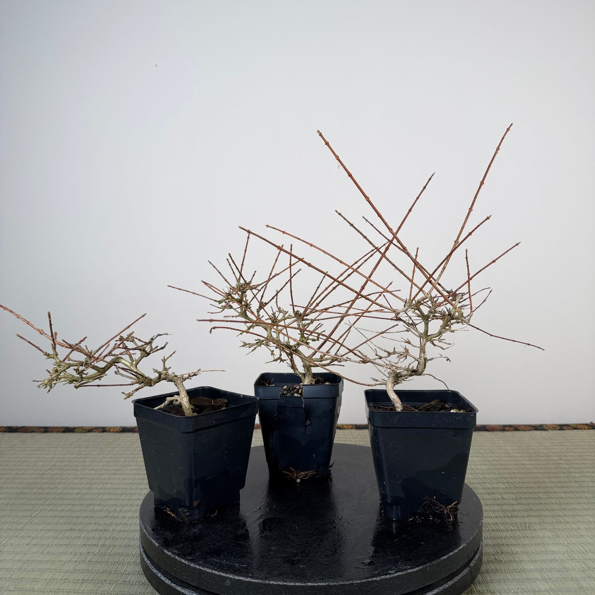 Premna japonica (medium)
