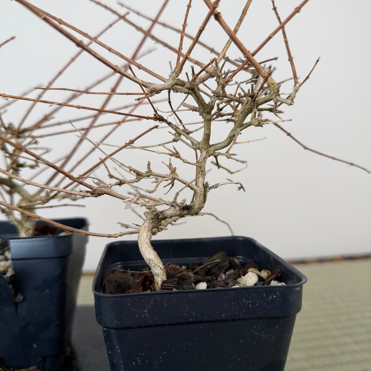 Premna japonica (medium)