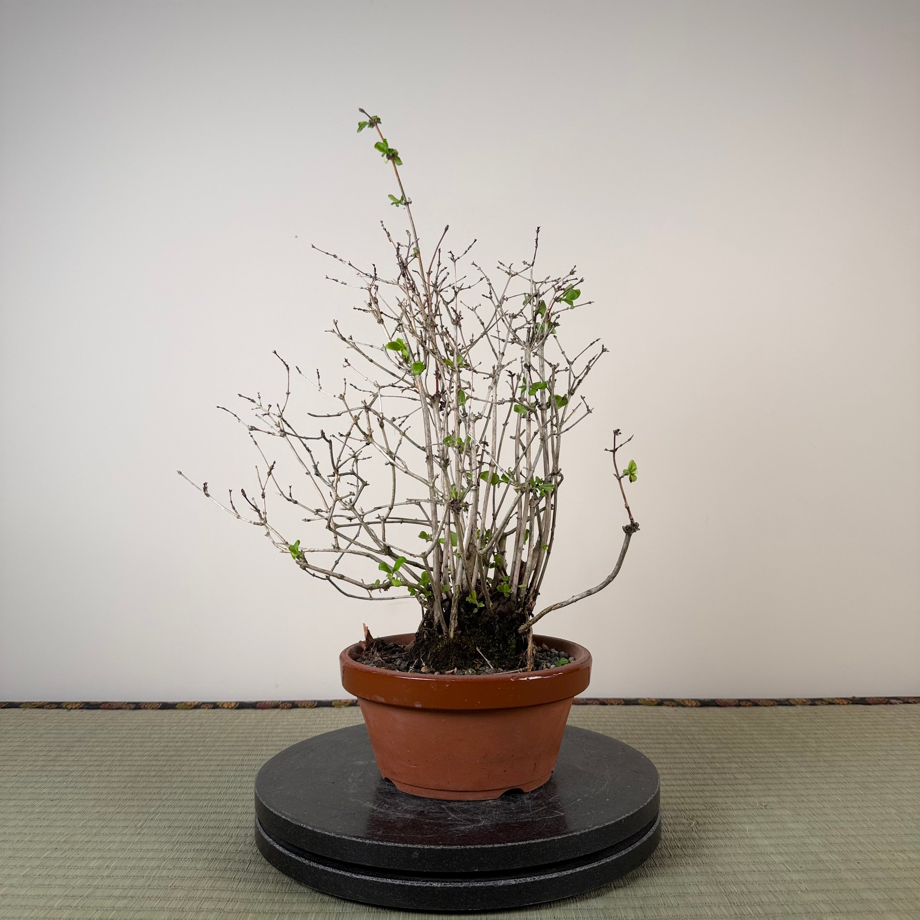Lonicera gracilipes
