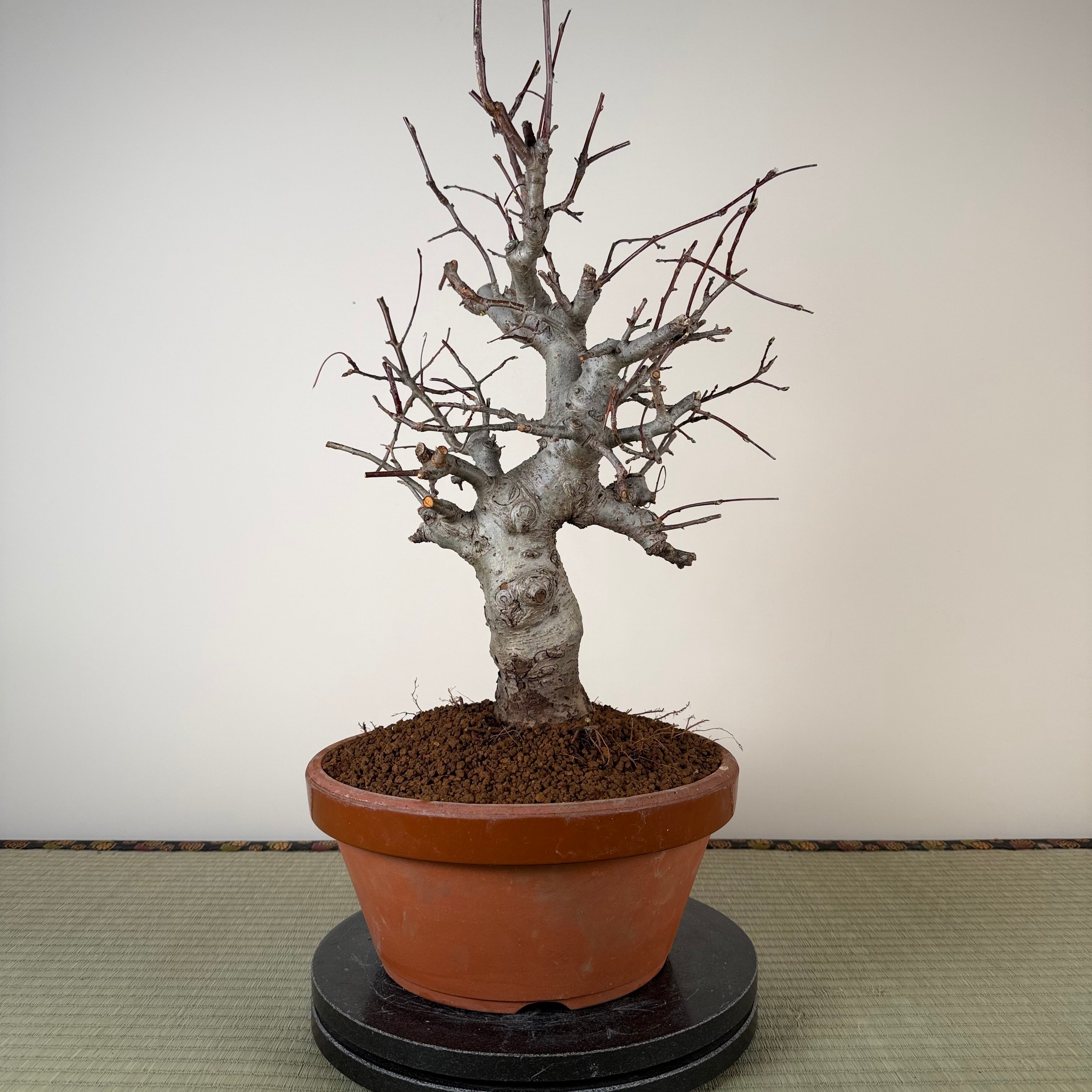 Malus 'Hime Ringo'