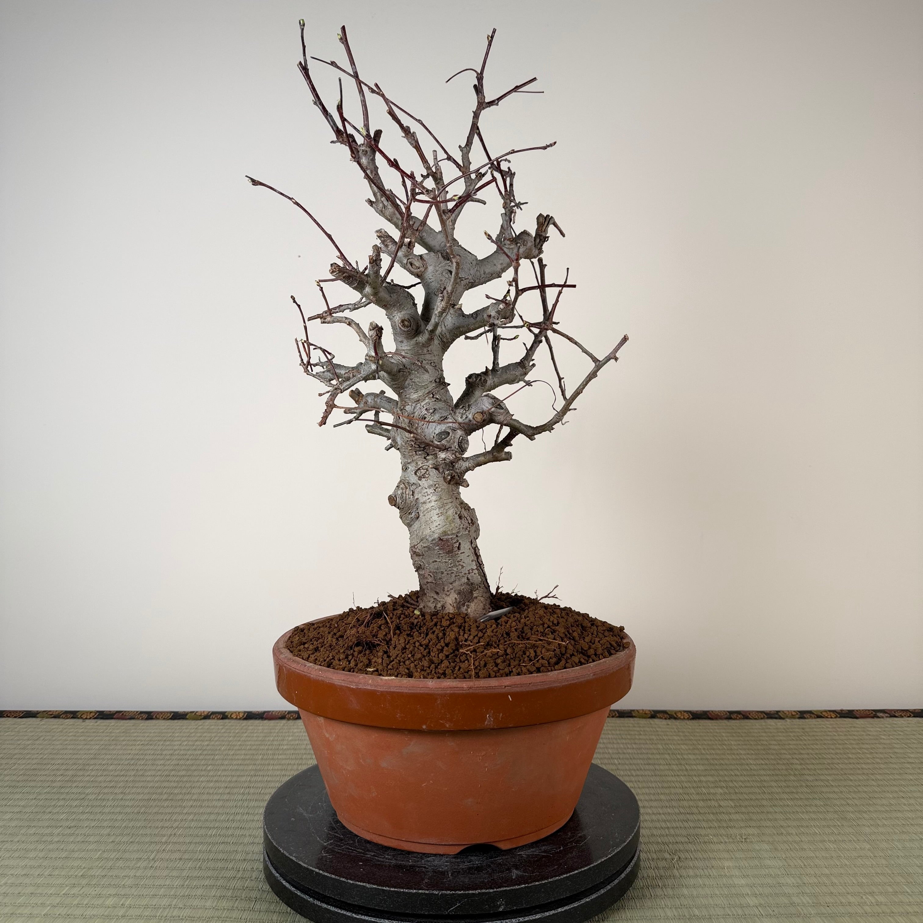 Malus 'Hime Ringo'