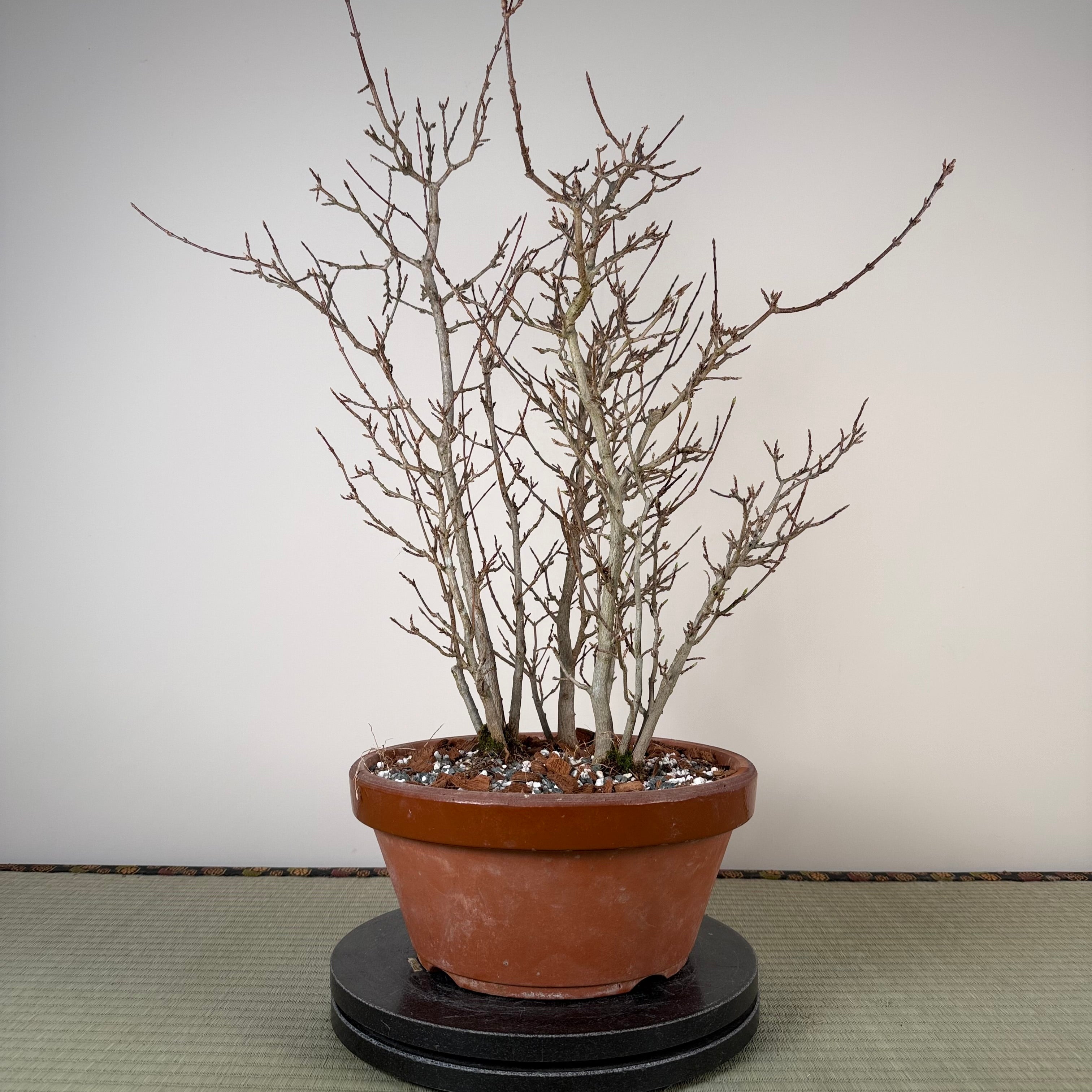 Acer buergerianum 'Fuyo-en' (Bouquet)