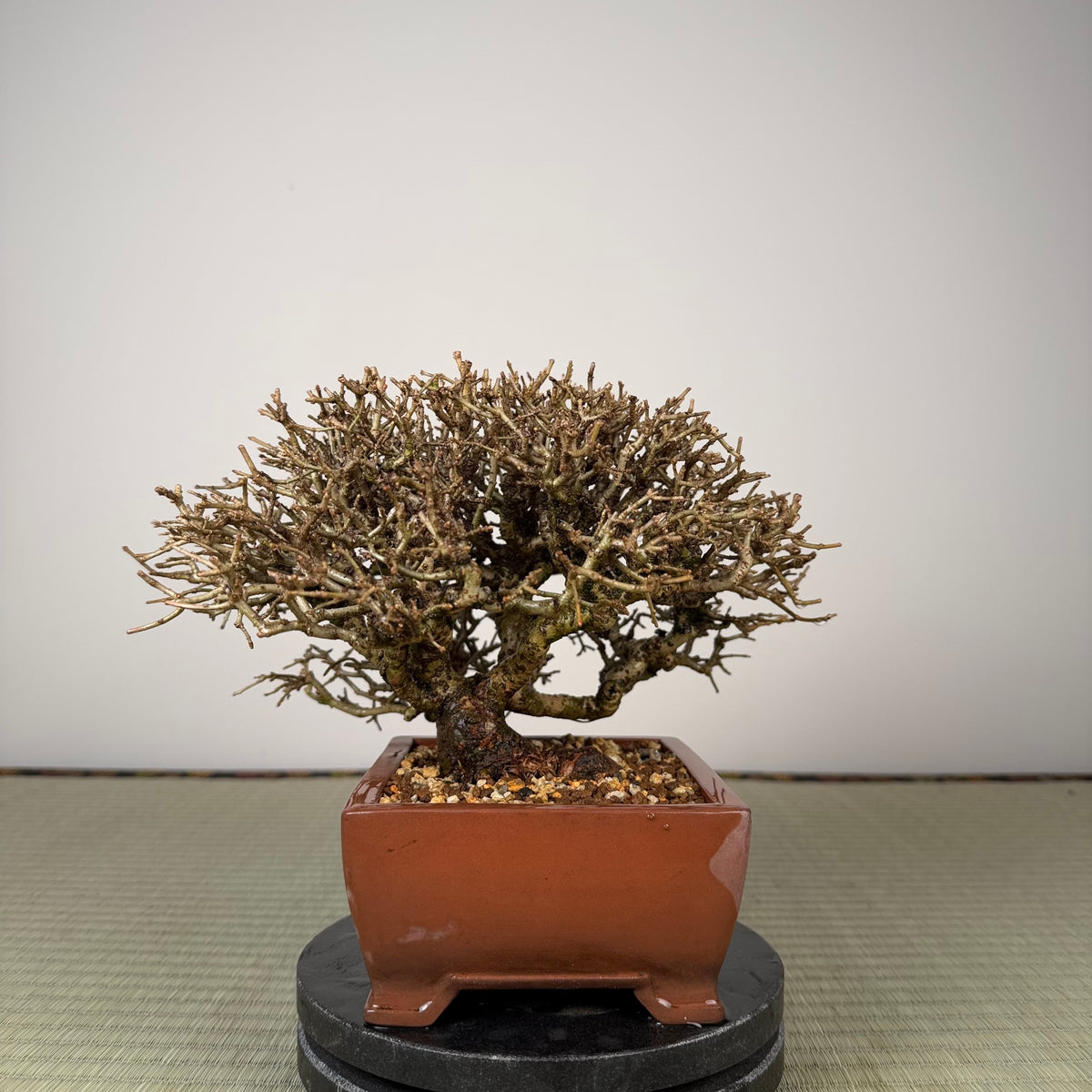 Ligustrum
