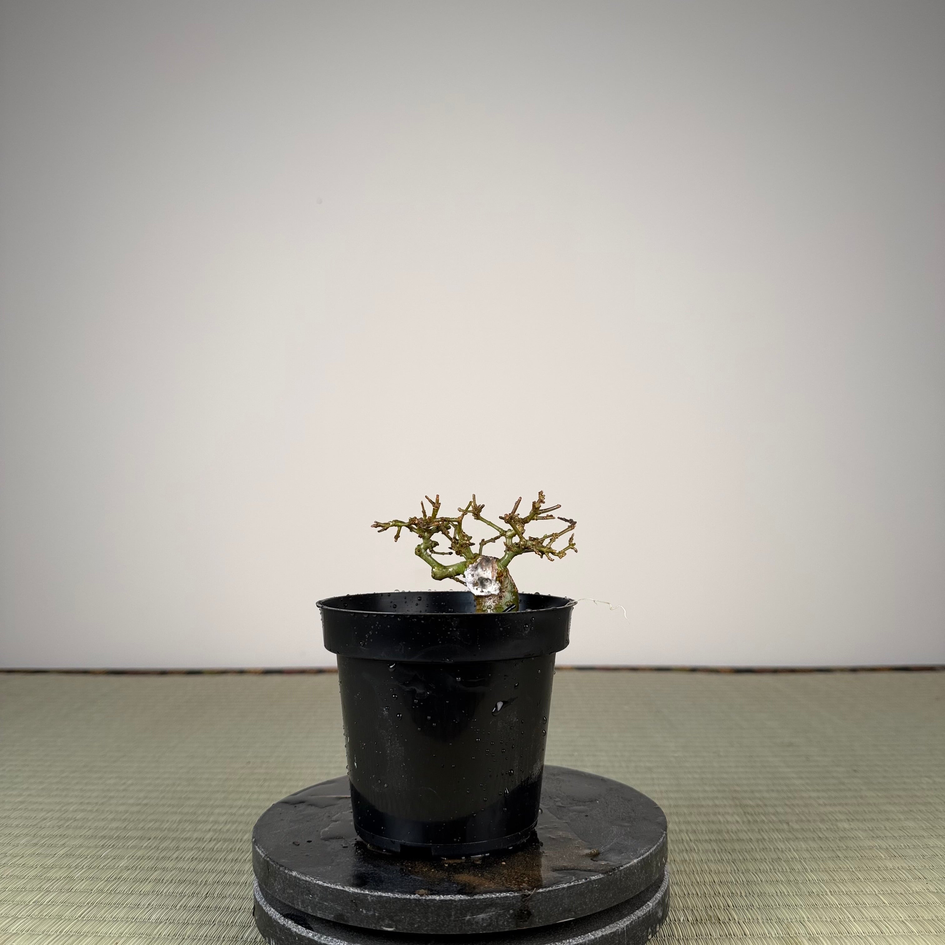 Ligustrum