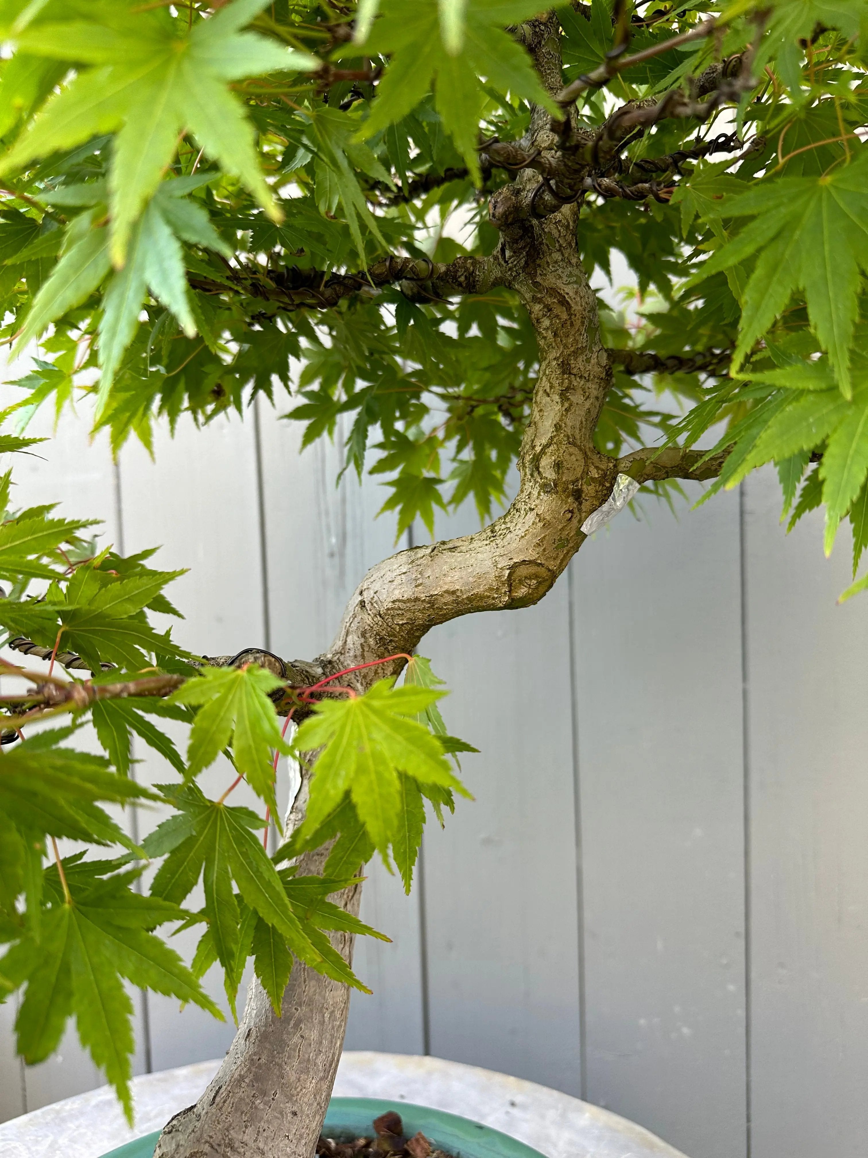 Acer palmatum #4 Canada Bonsai