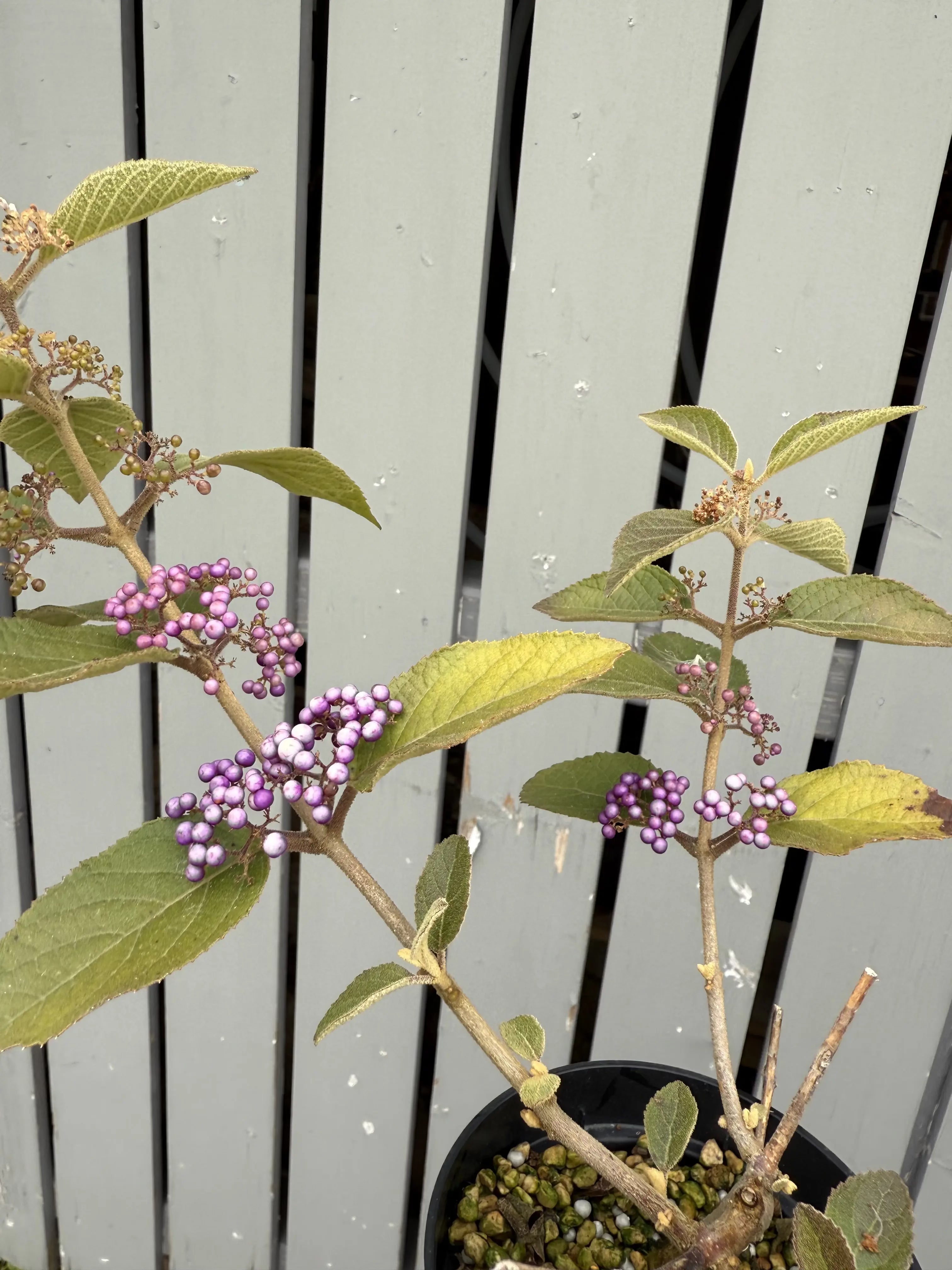 Callicarpa japonica 'NAKAYOSHI KOYOSHI' #1 Canada Bonsai