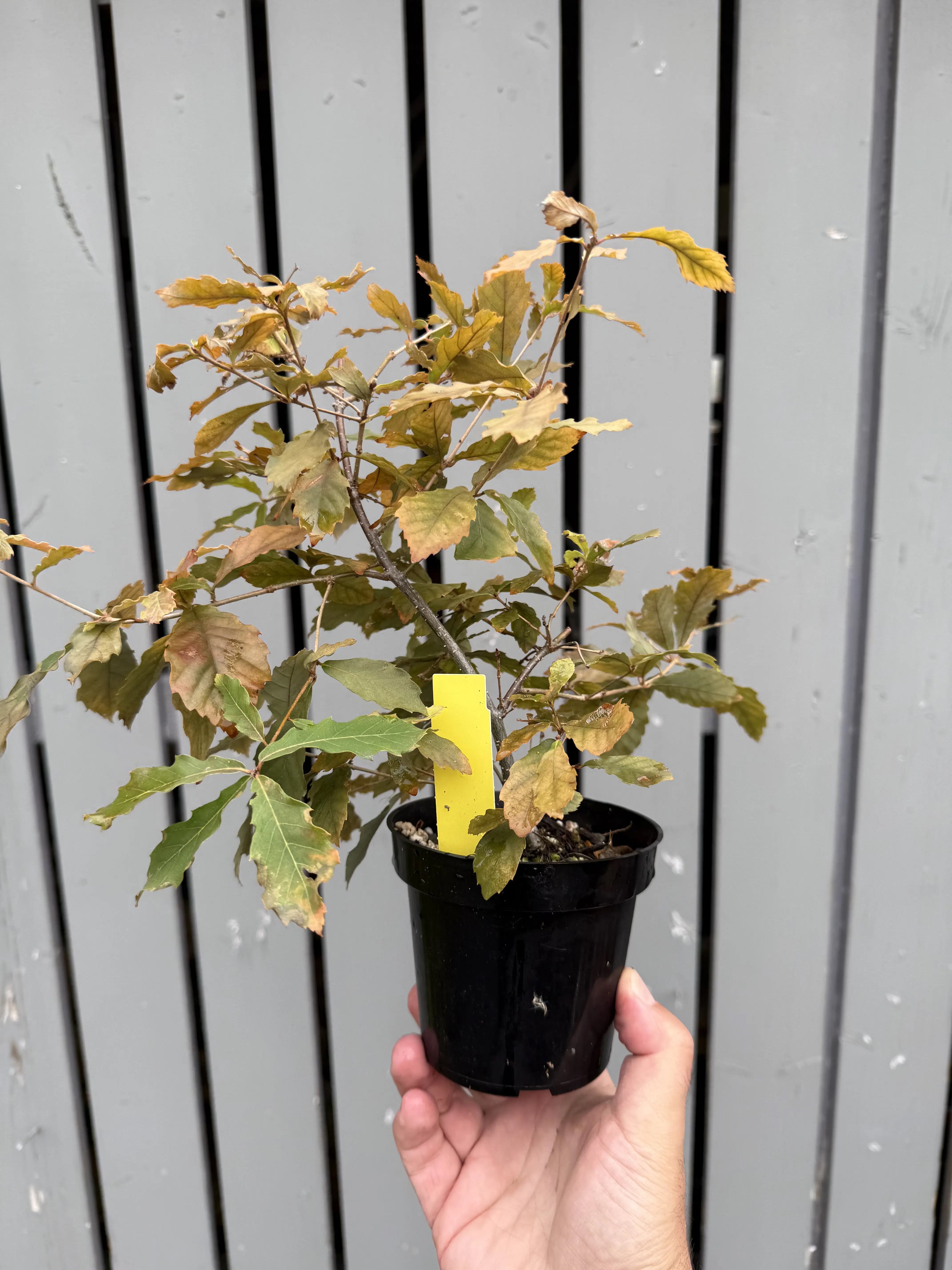 Quercus Serrata #6 Canada Bonsai