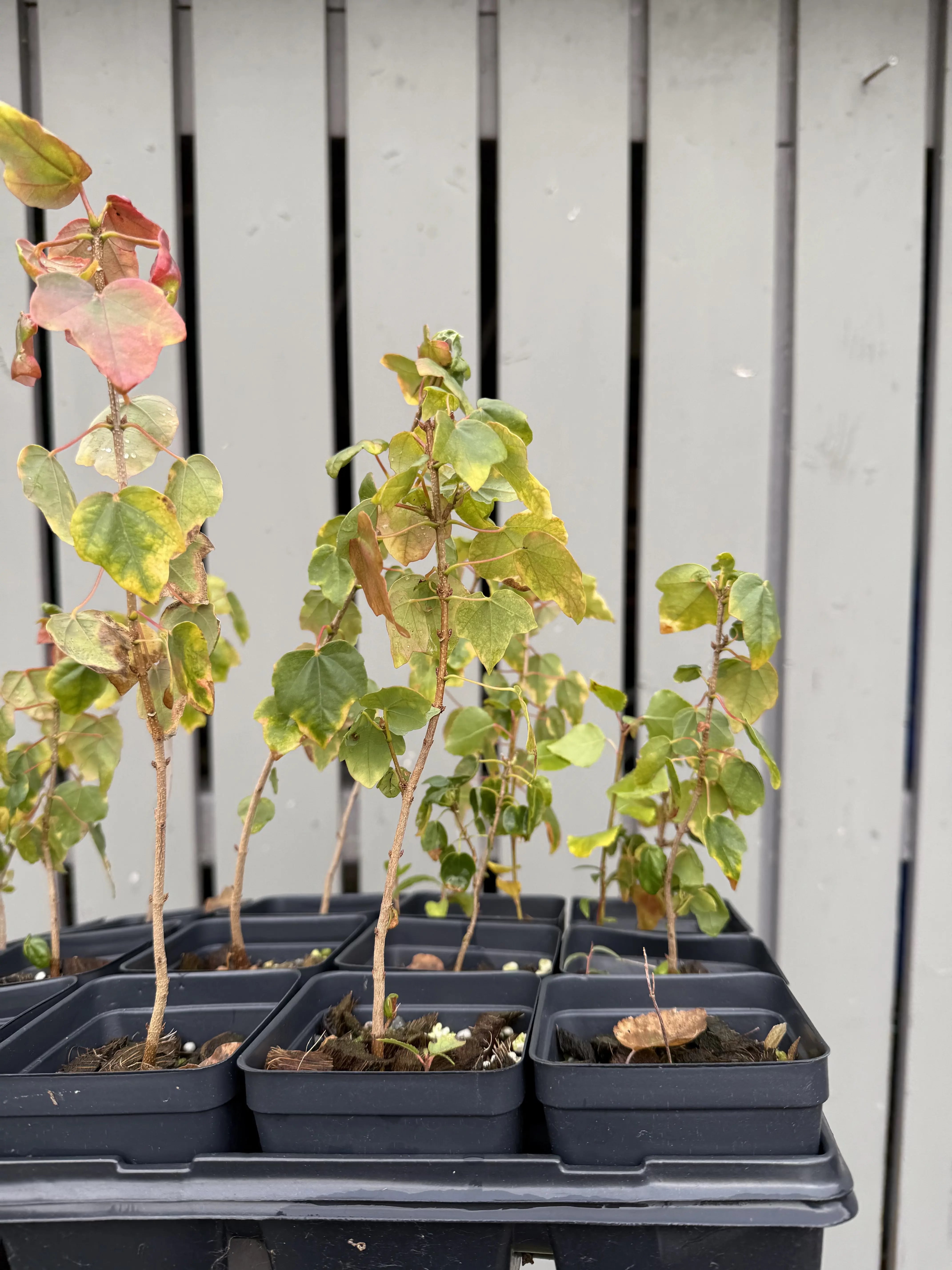 Acer buergerianum (seed-grown) Canada Bonsai