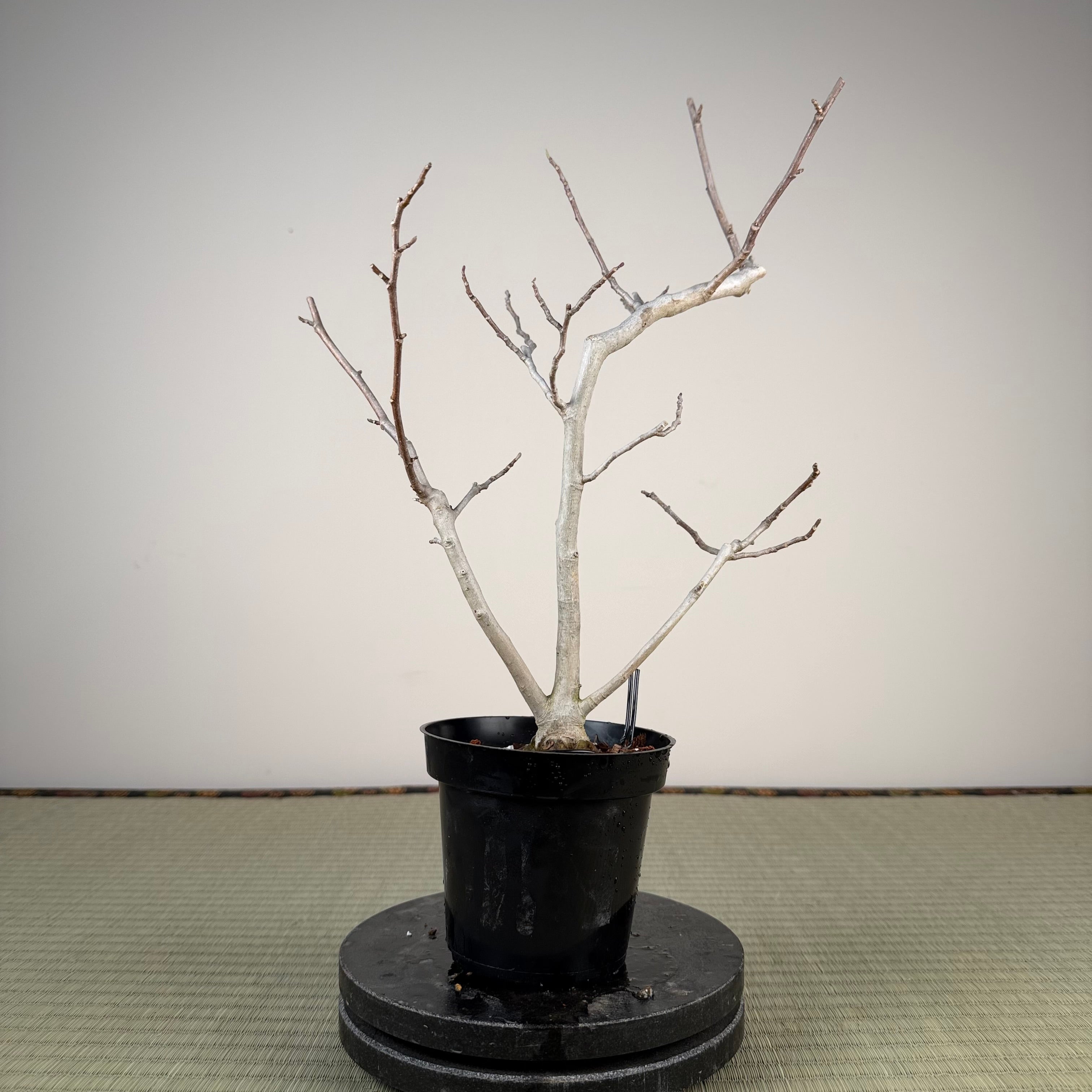 Magnolia