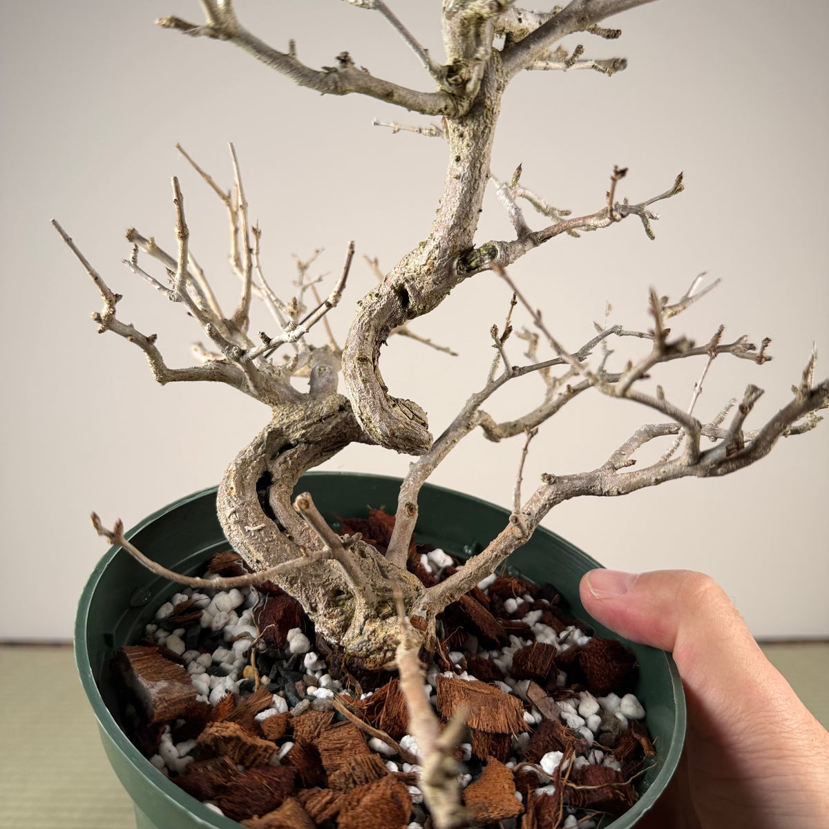 Punica granatum