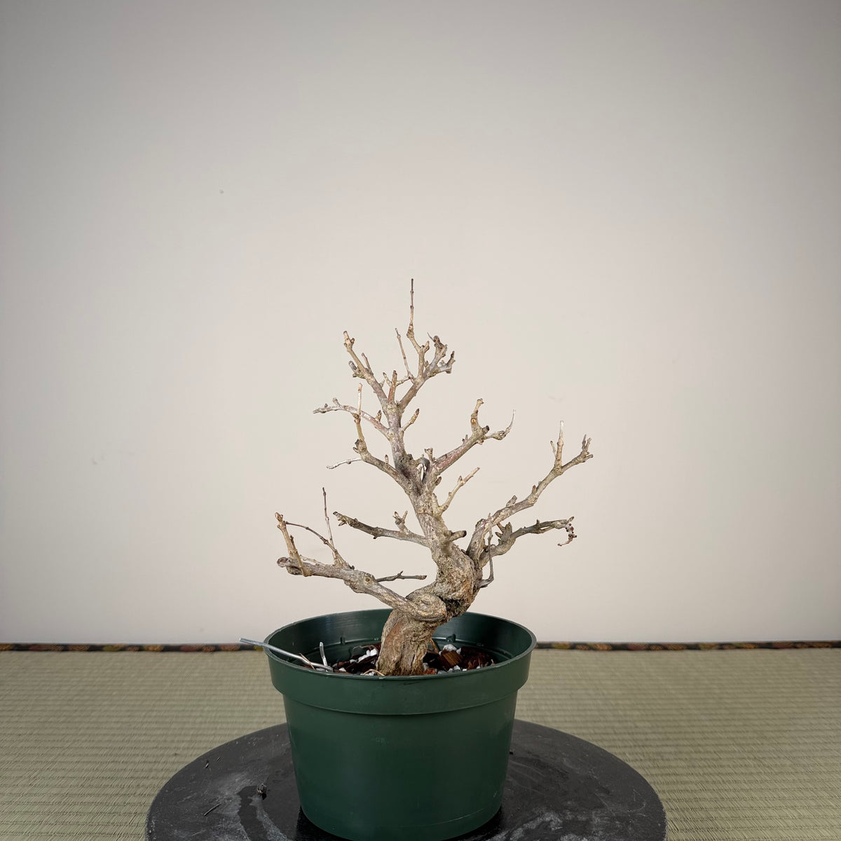 Punica granatum
