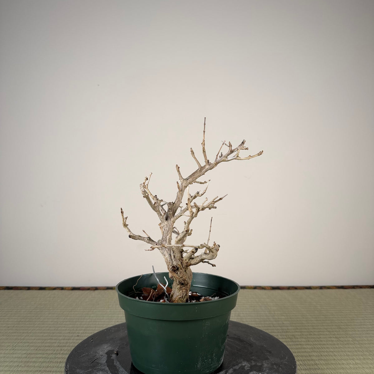 Punica granatum