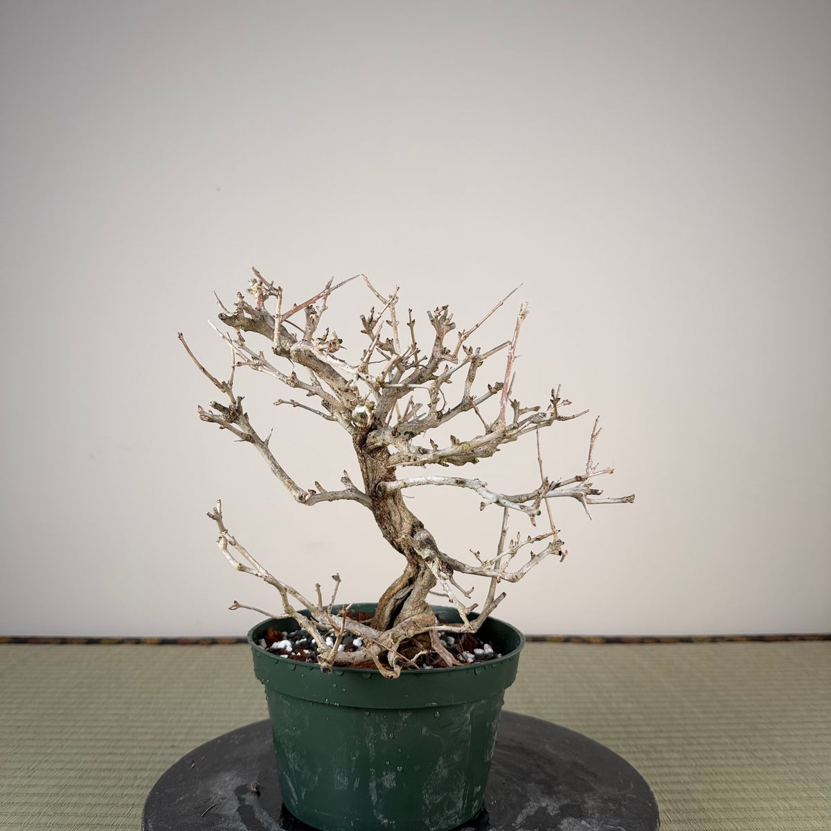 Punica granatum