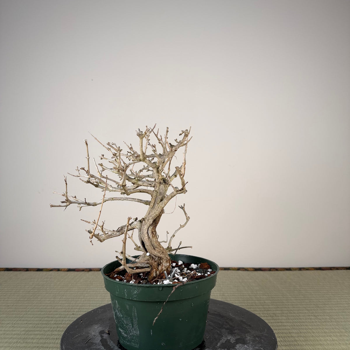 Punica granatum