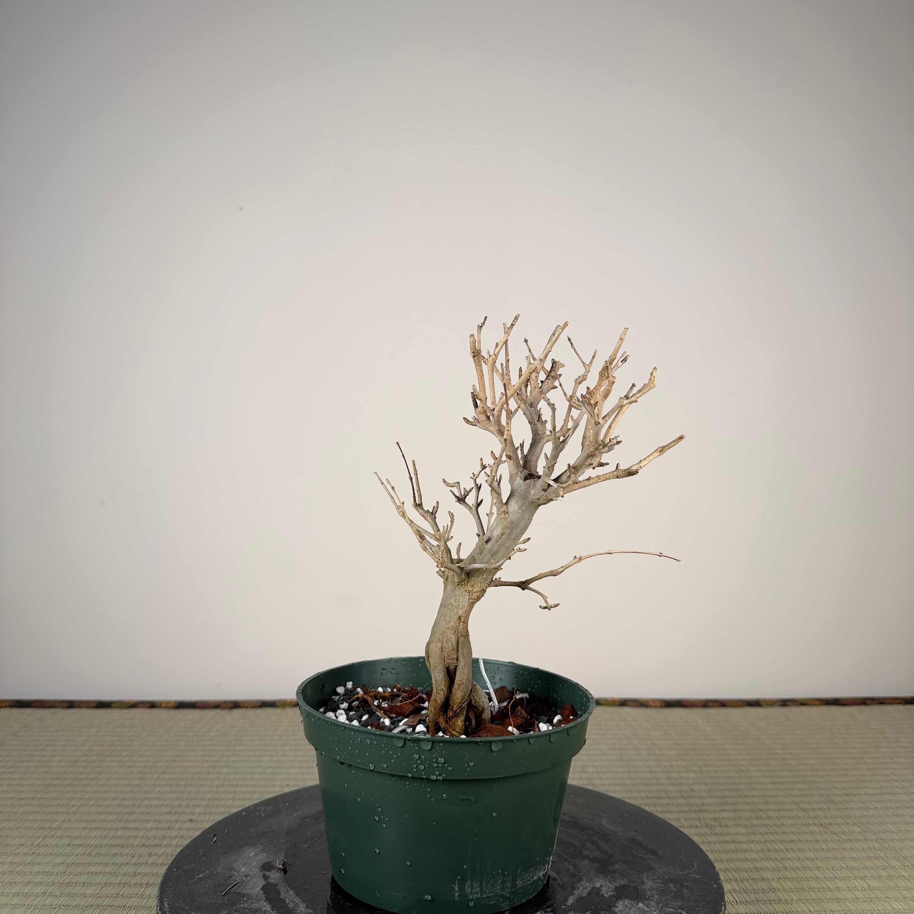 Punica granatum