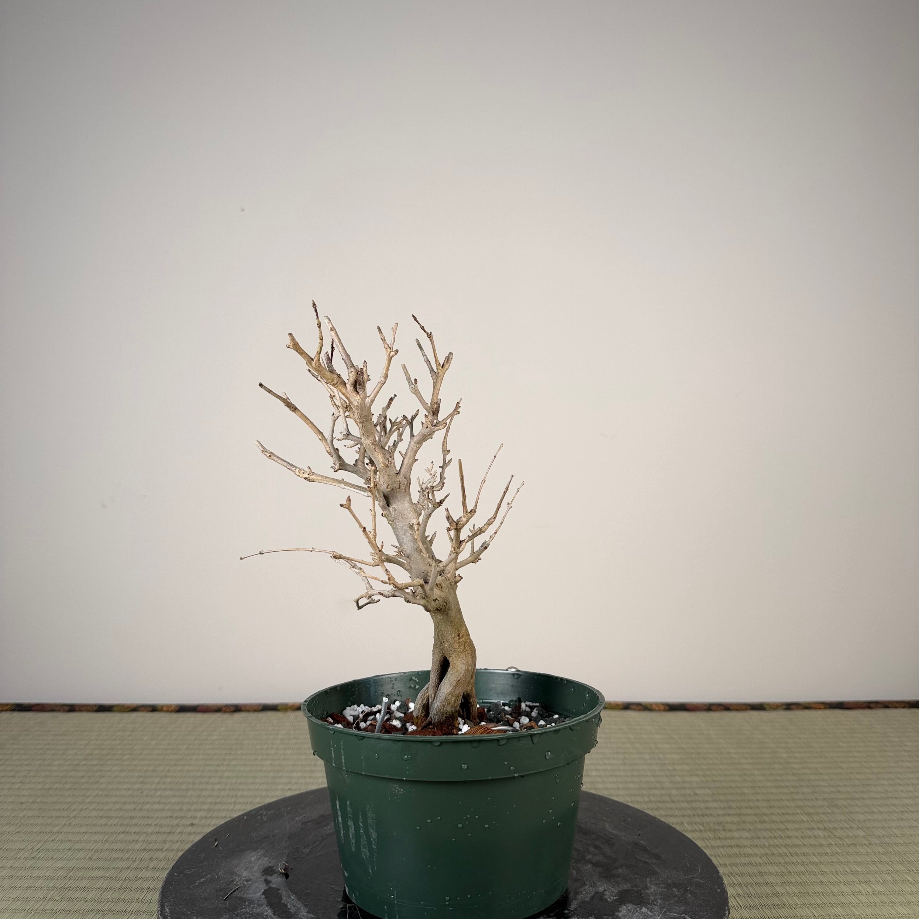 Punica granatum