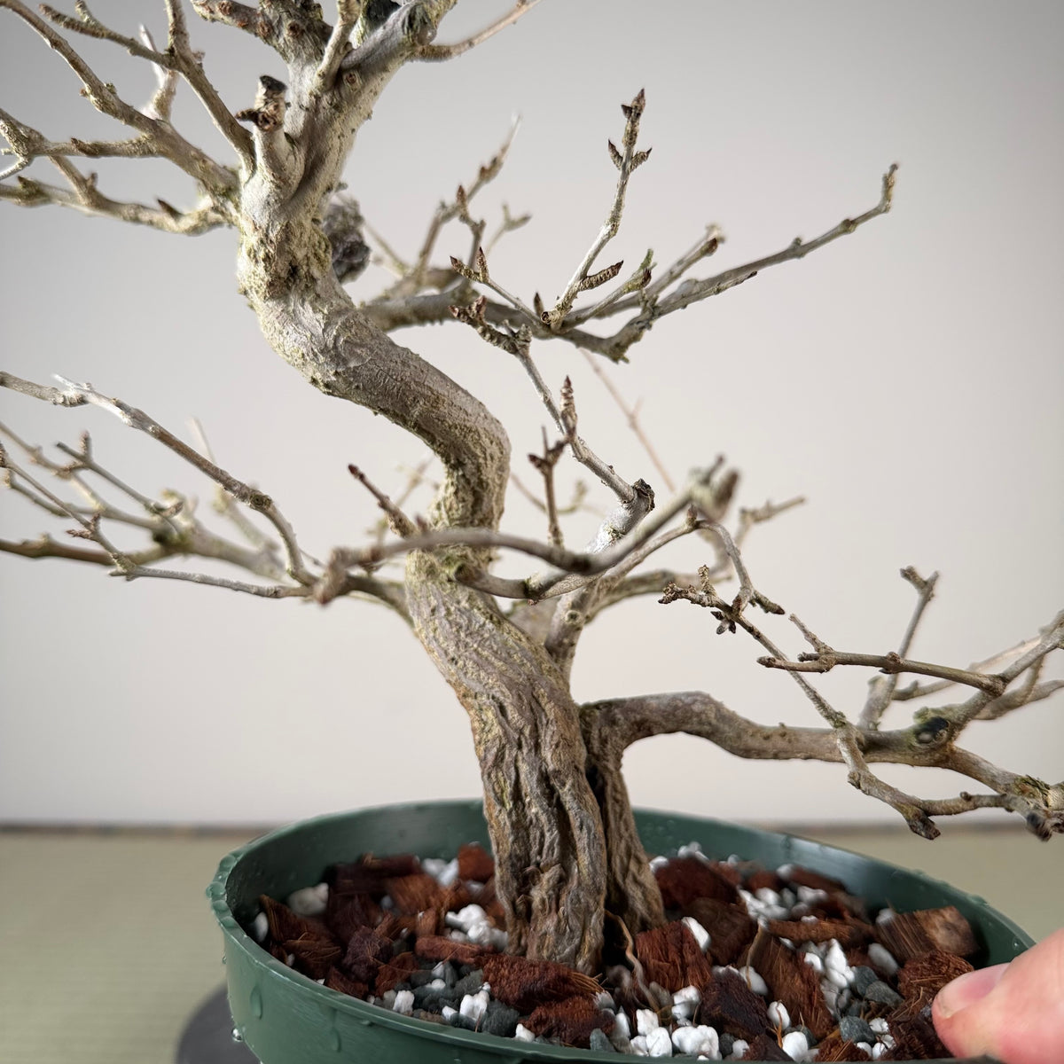 Punica granatum