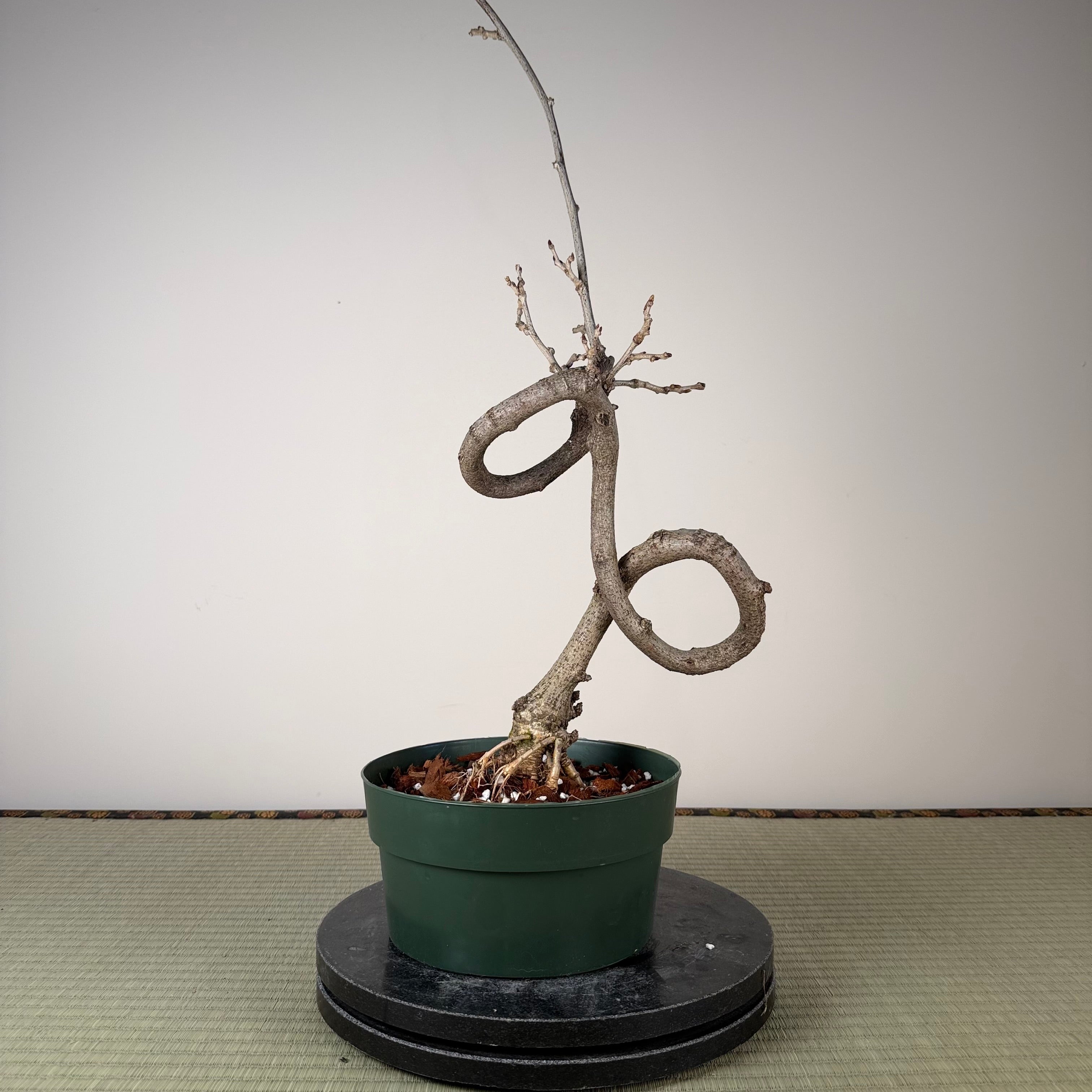 Wisteria floribunda