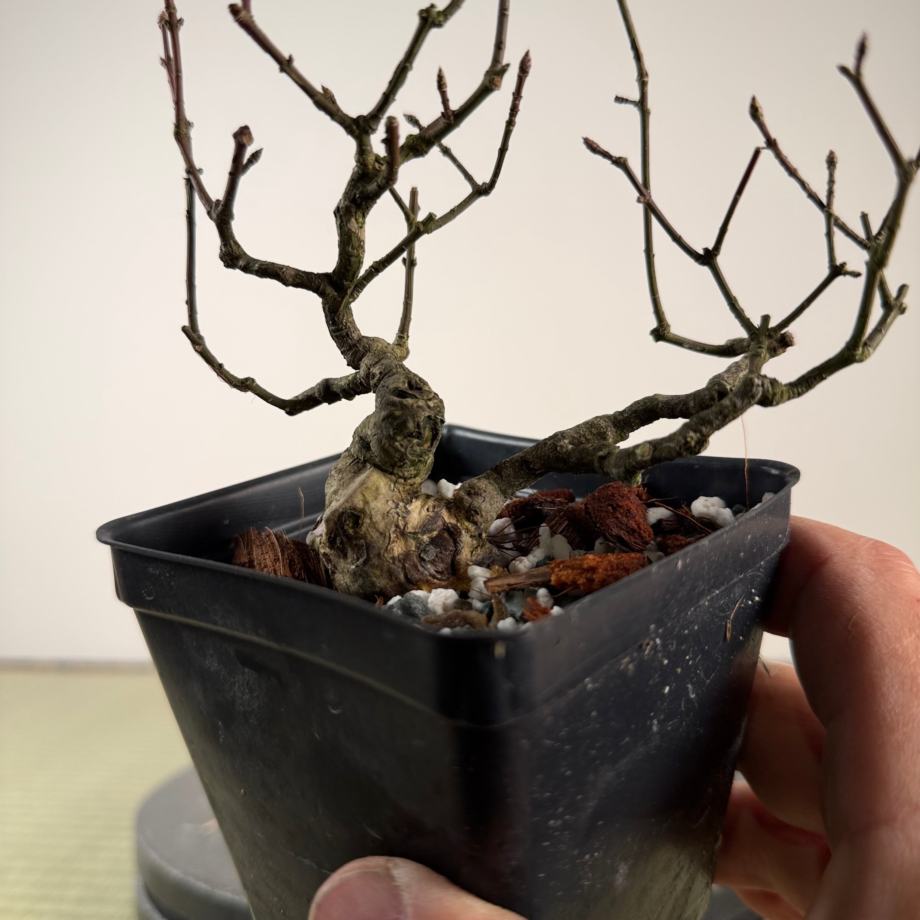 Euonymus