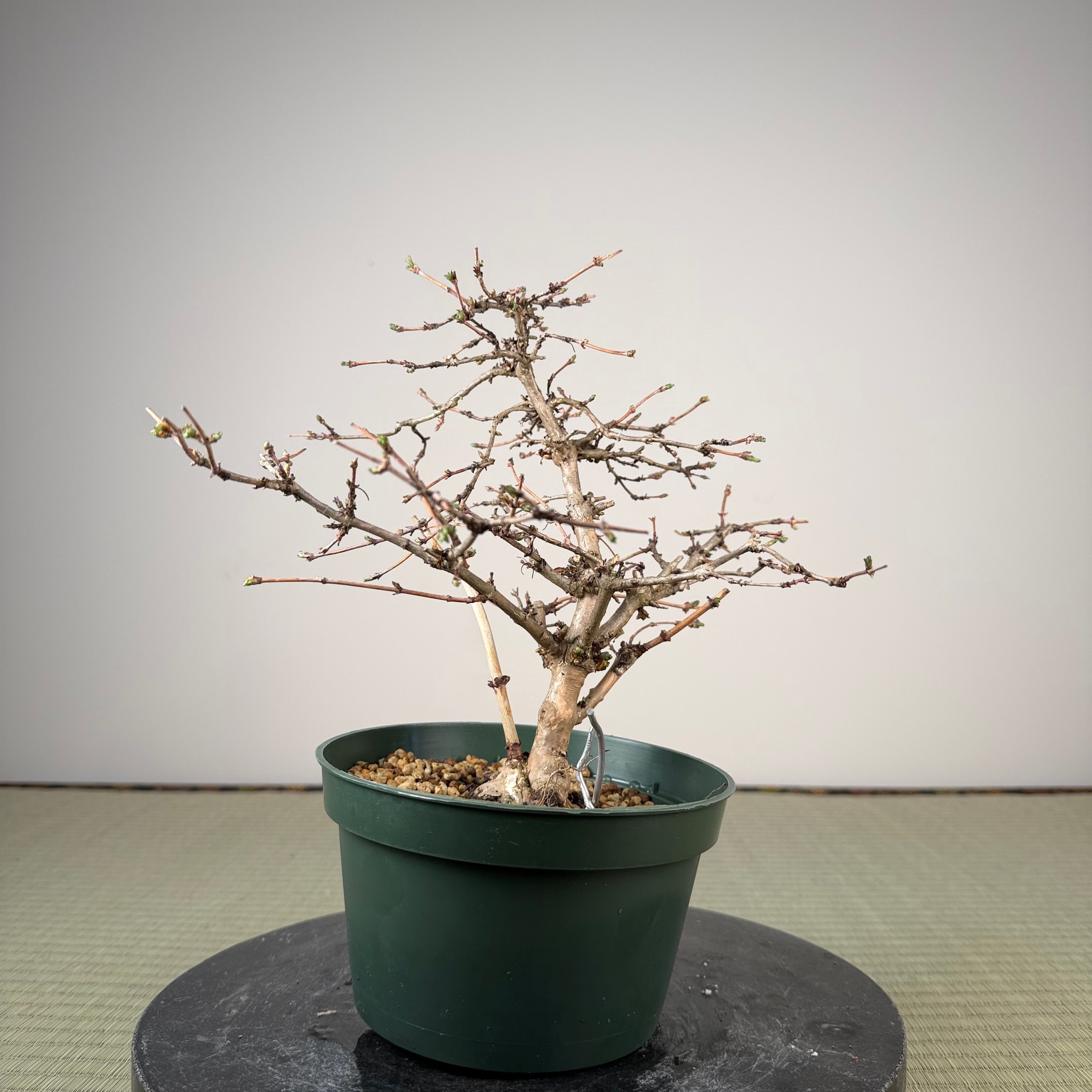 Lonicera gracilipes
