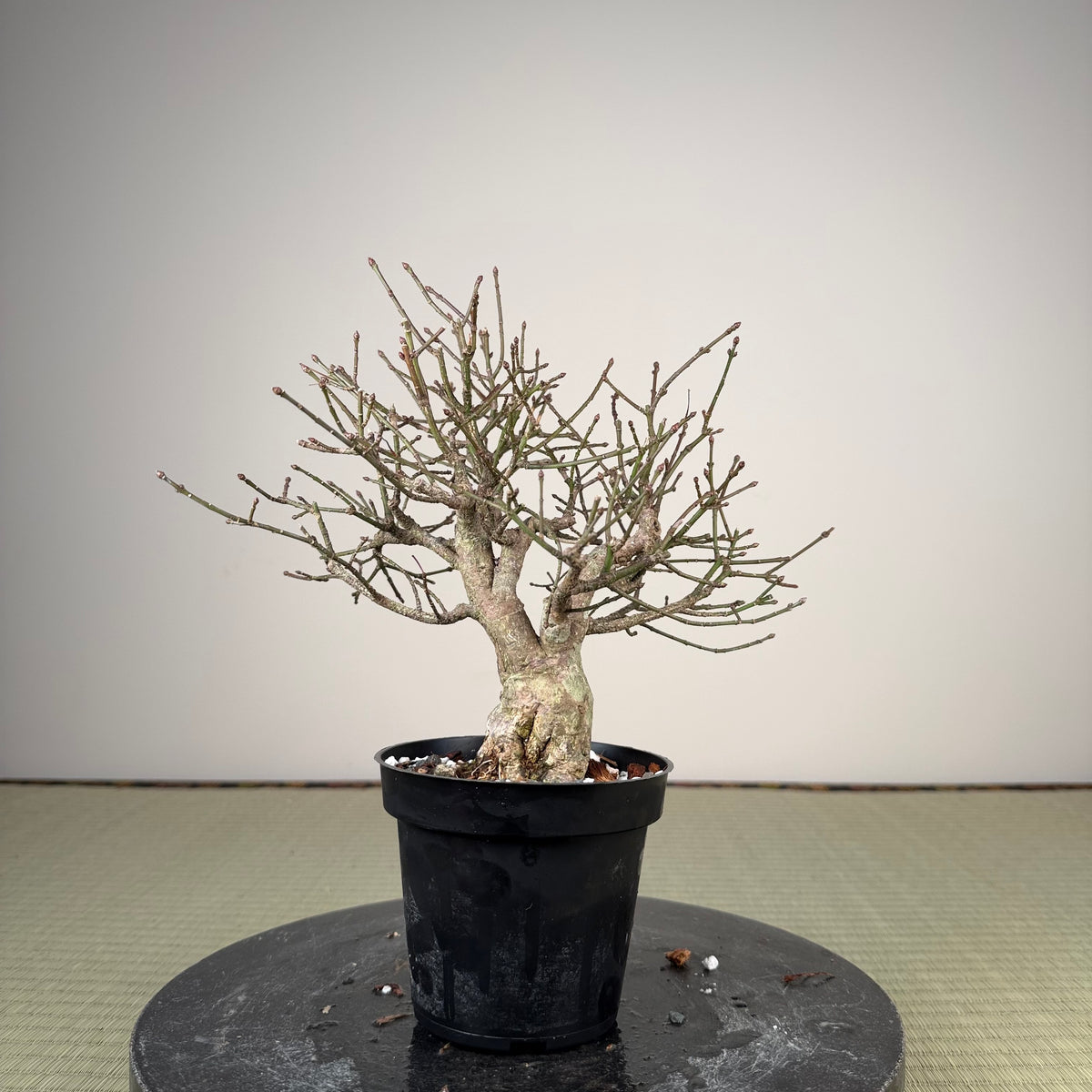 Euonymus