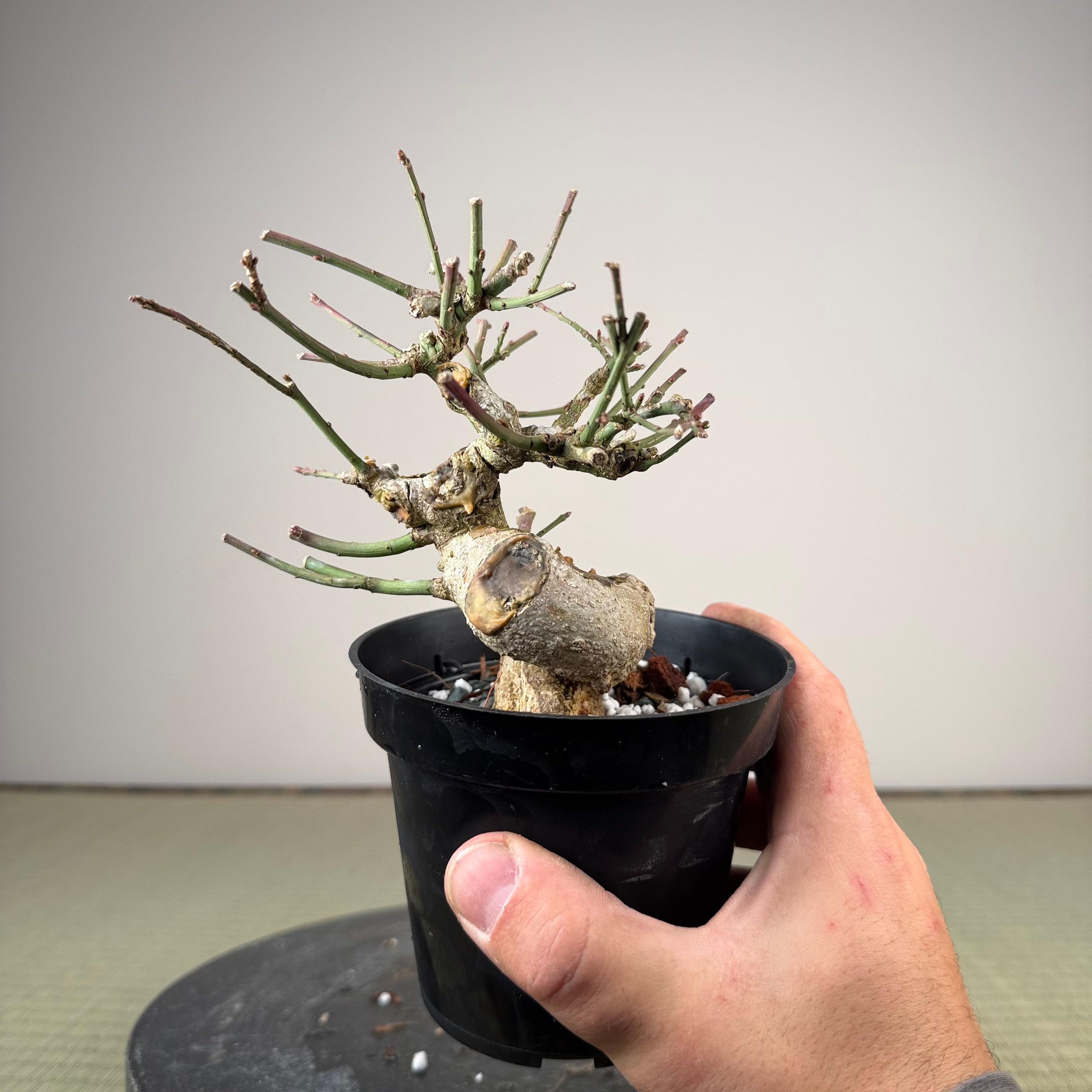 Euonymus
