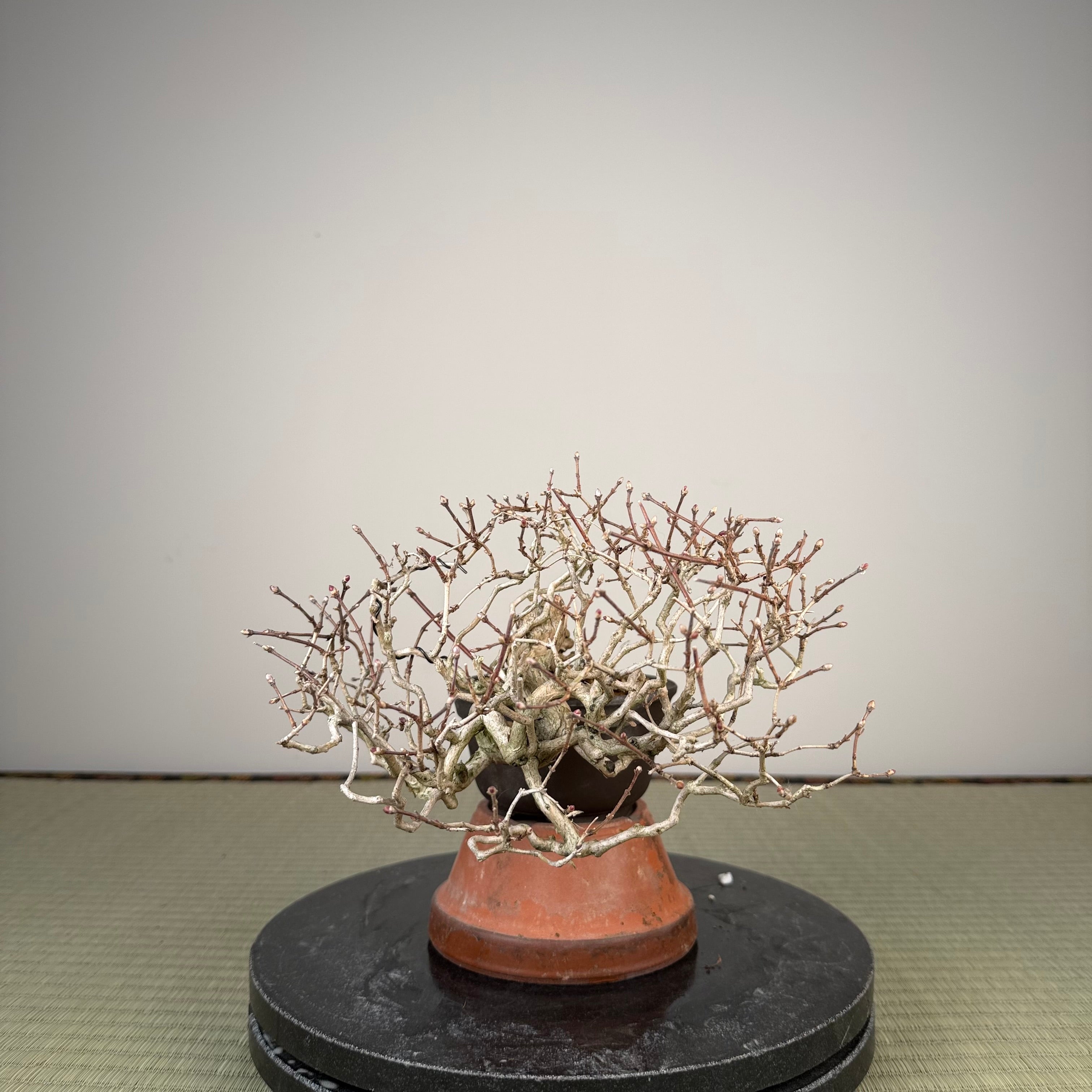 Lonicera gracilipes
