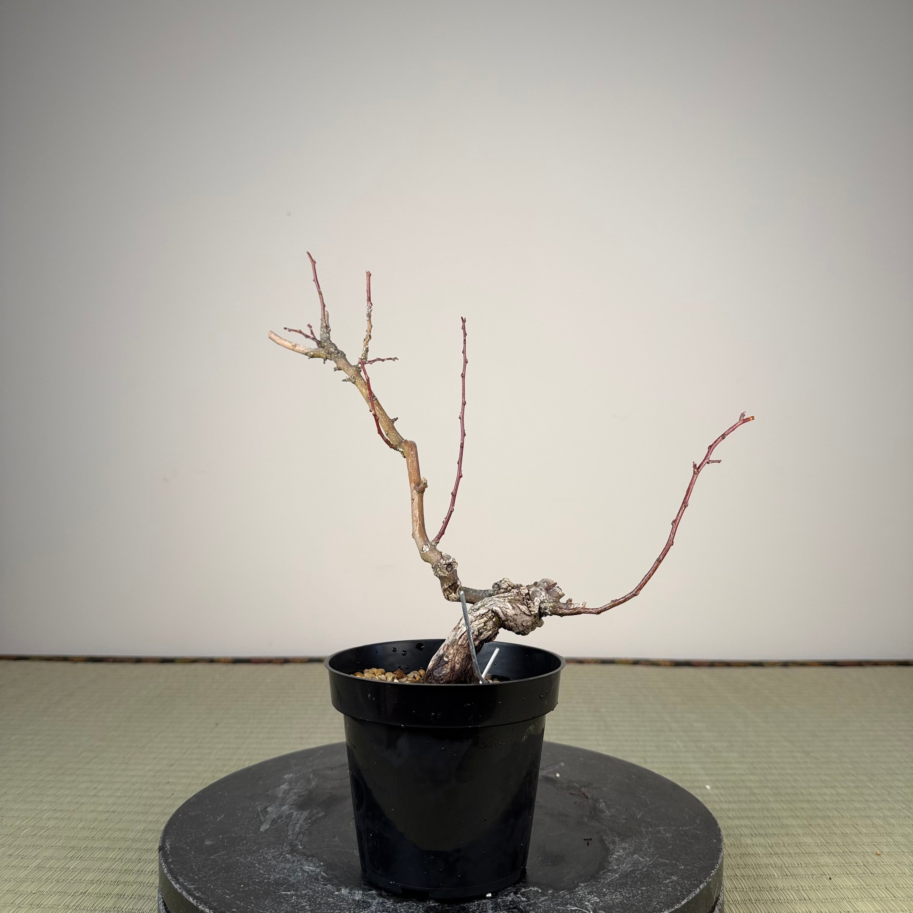 Berchemia racemosa