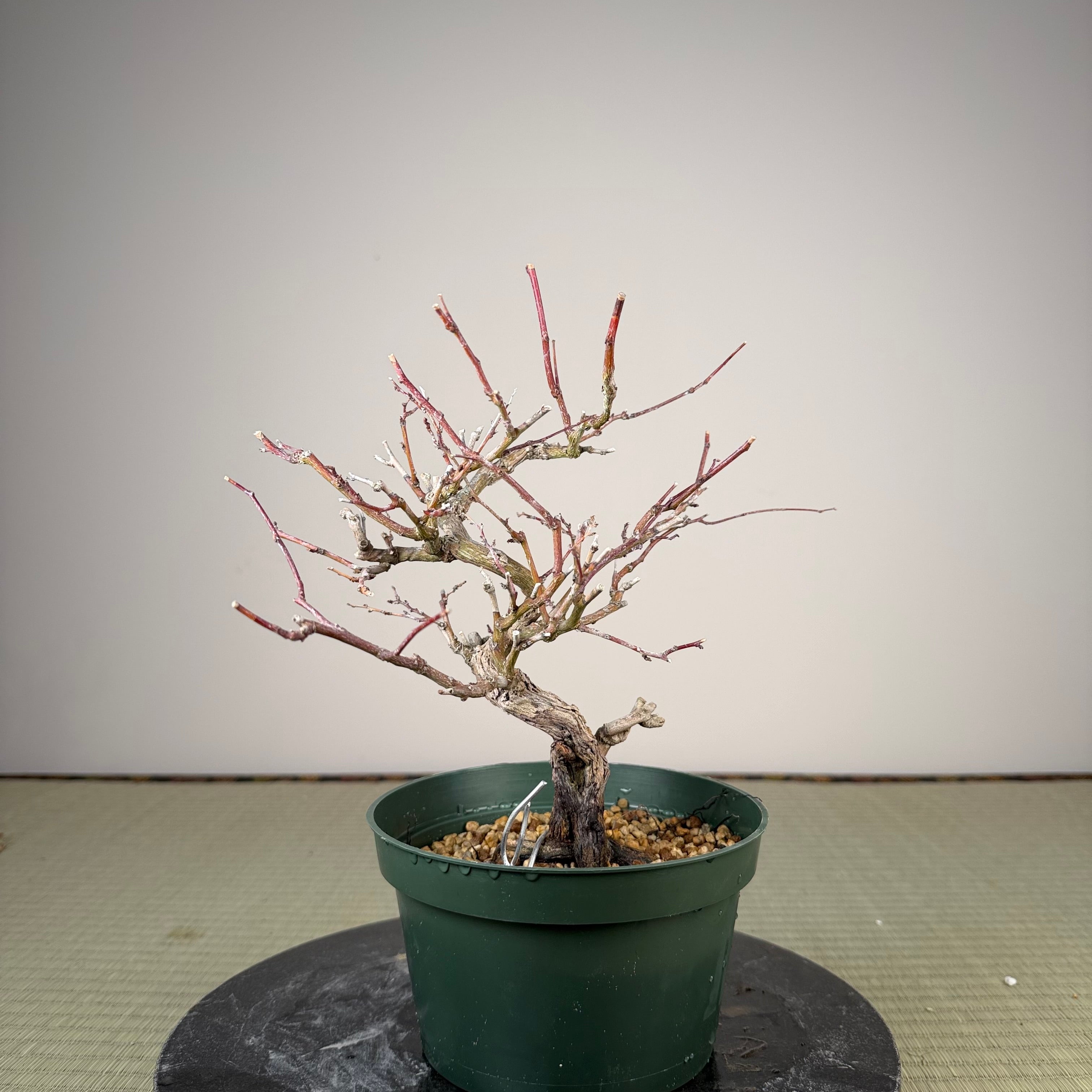Berchemia racemosa
