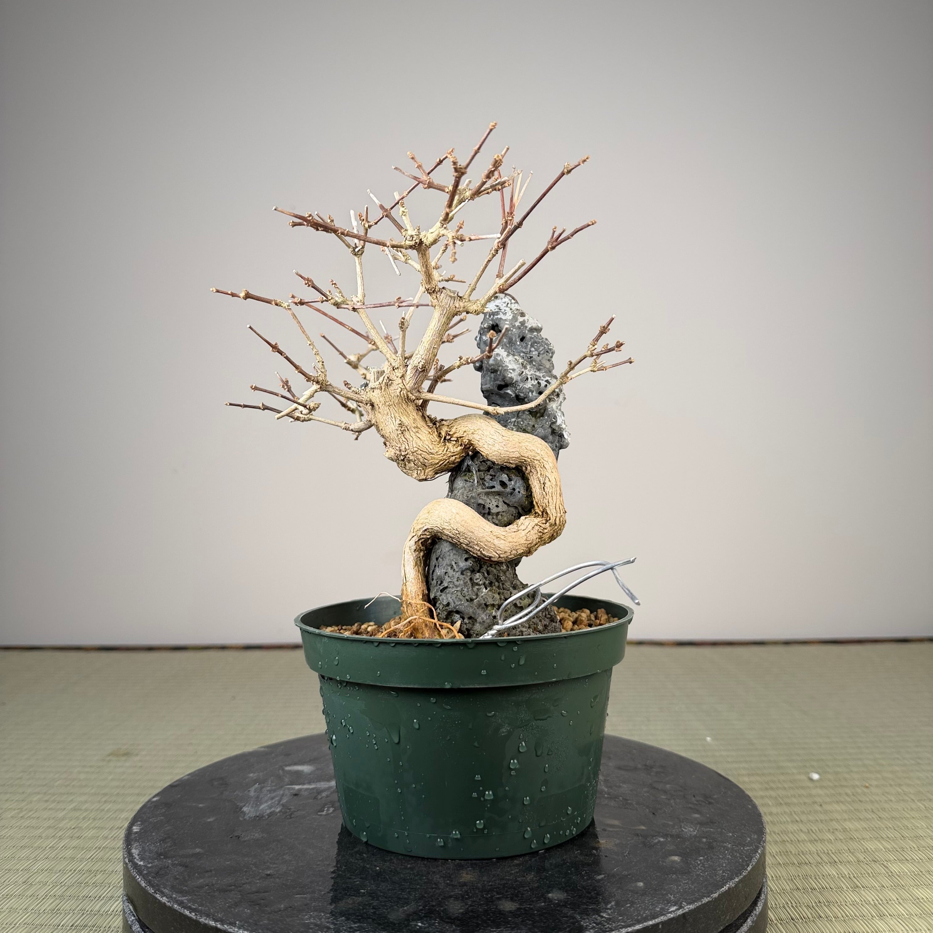 Premna japonica