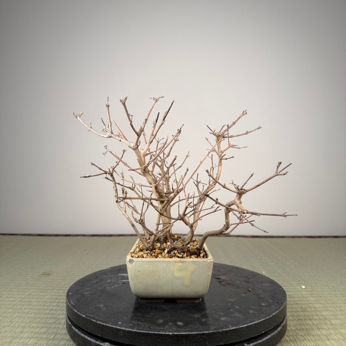 Callicarpa japonica