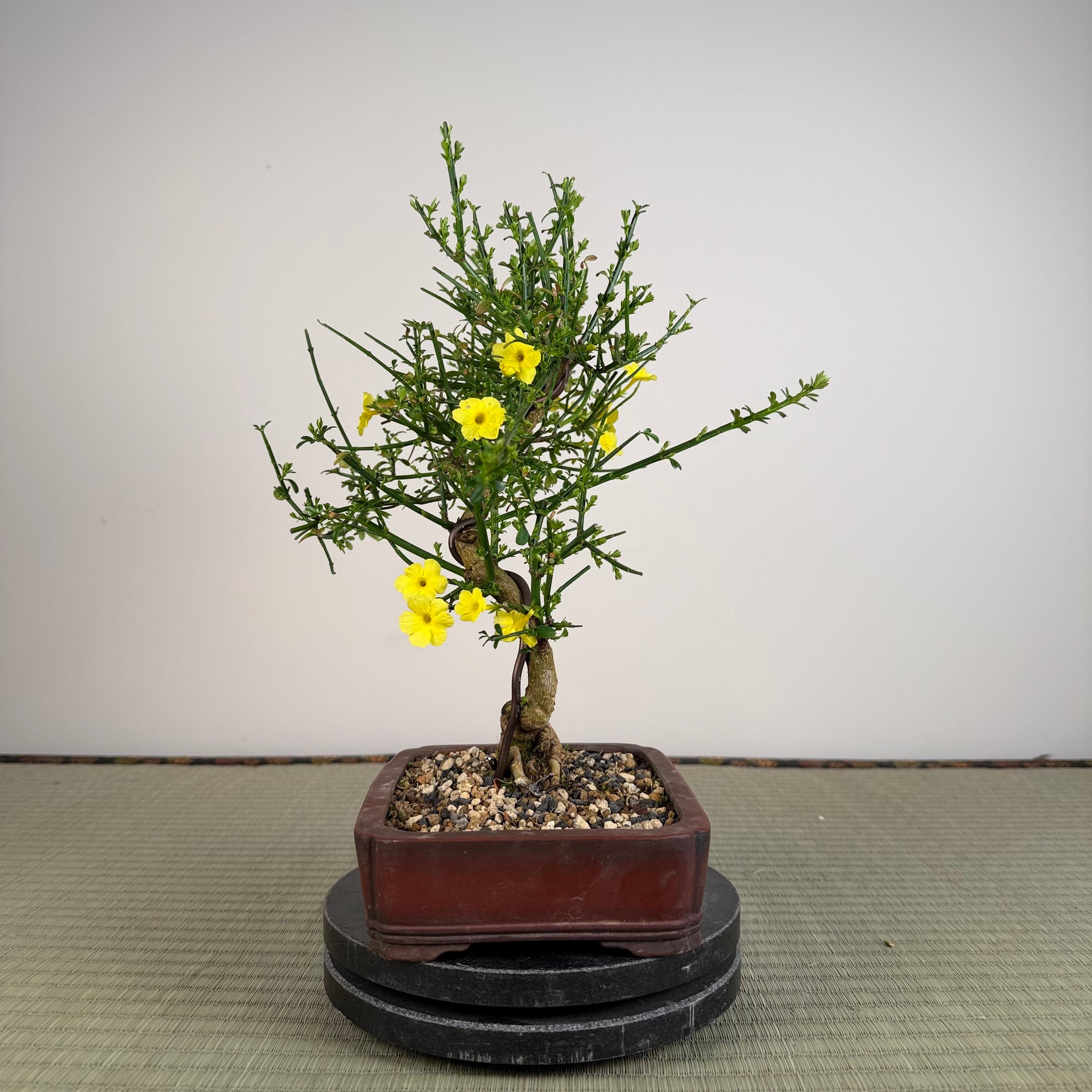 Jasminum nudiflorum