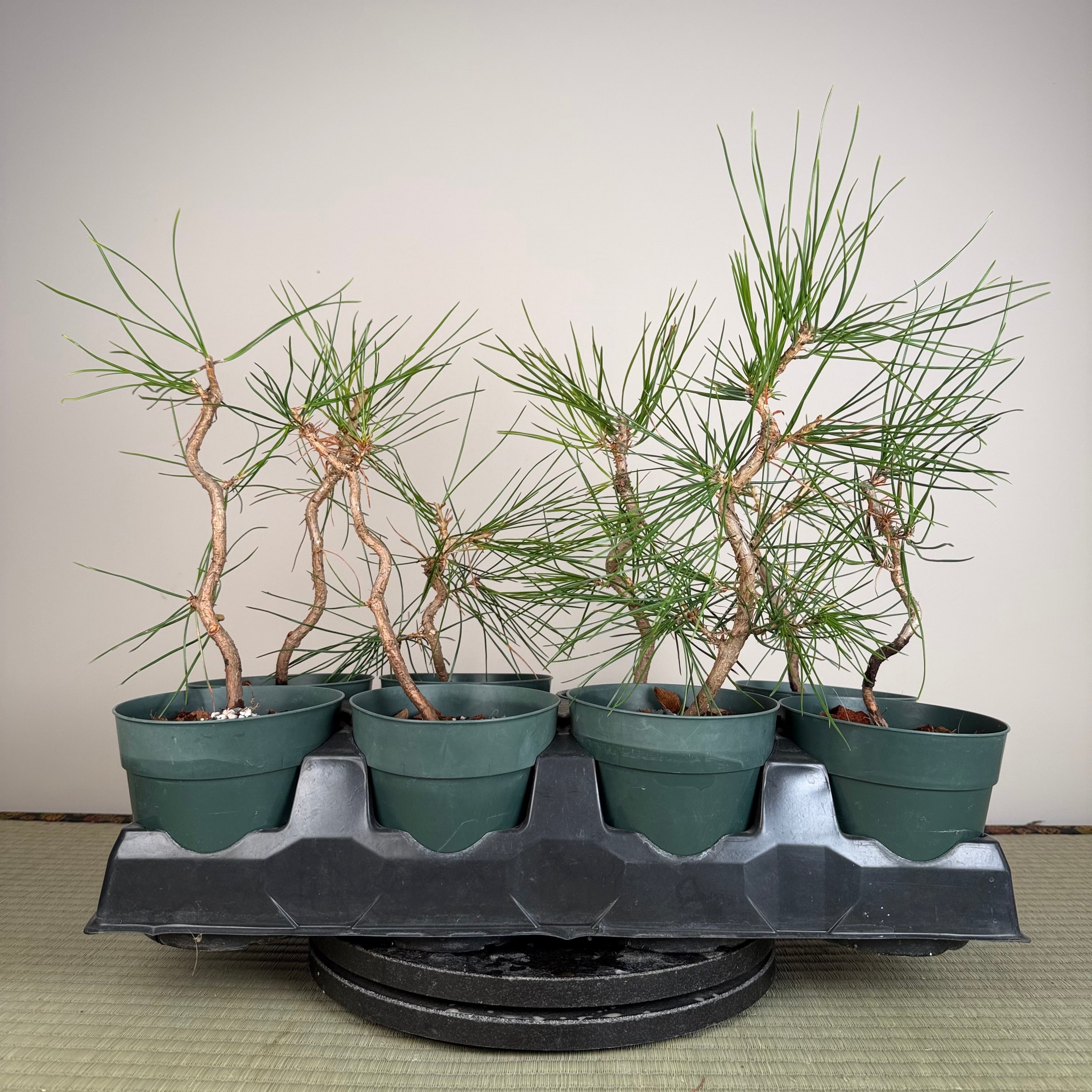 Pinus thunbergii