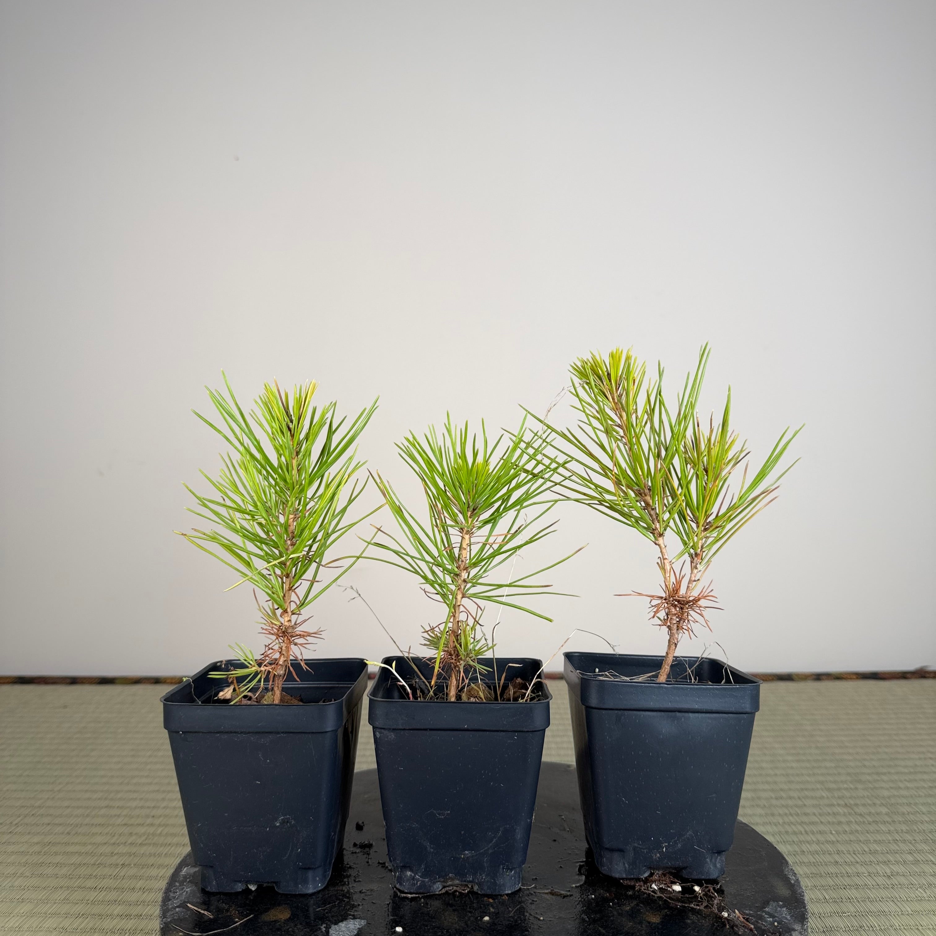 Pinus densiflora