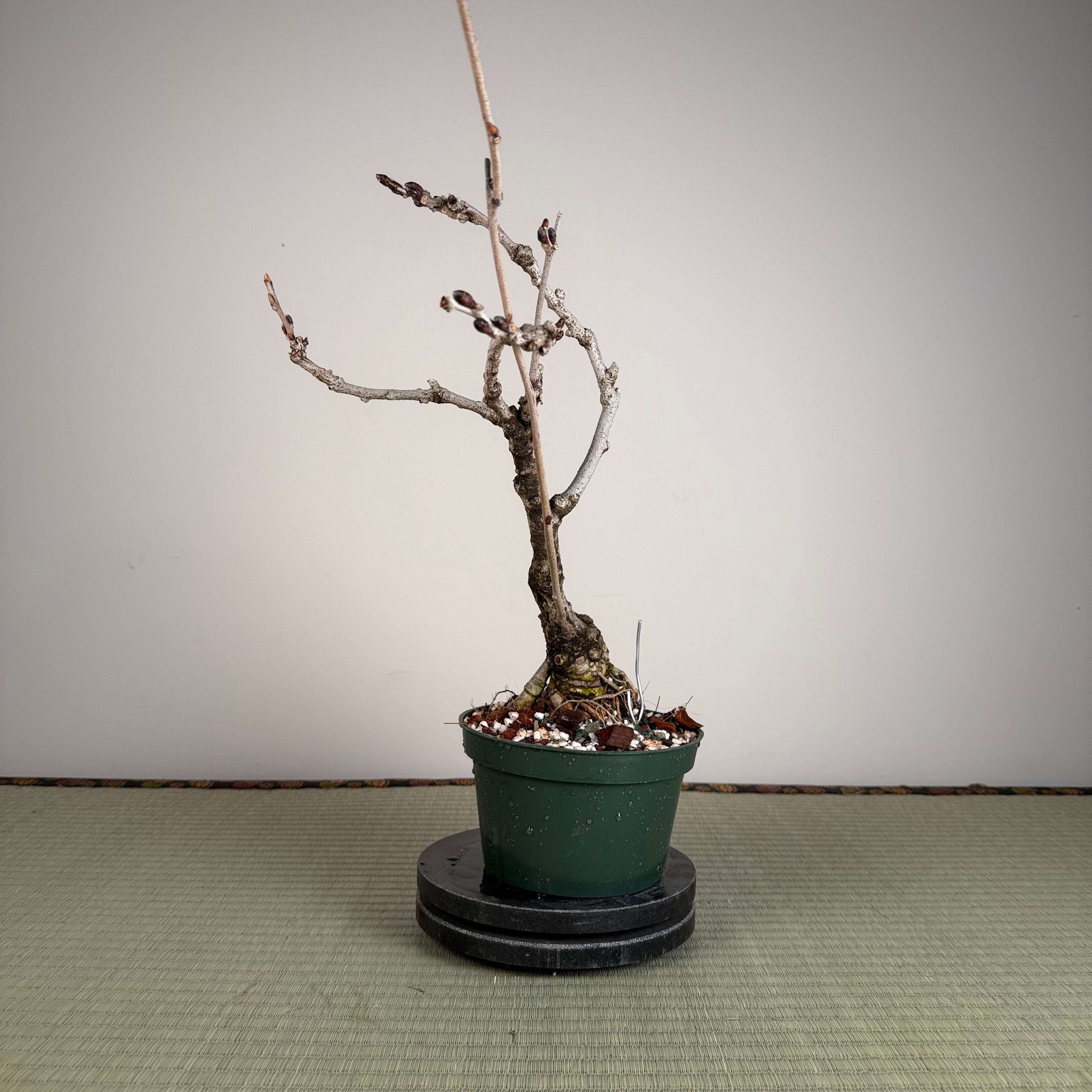 Wisteria floribunda