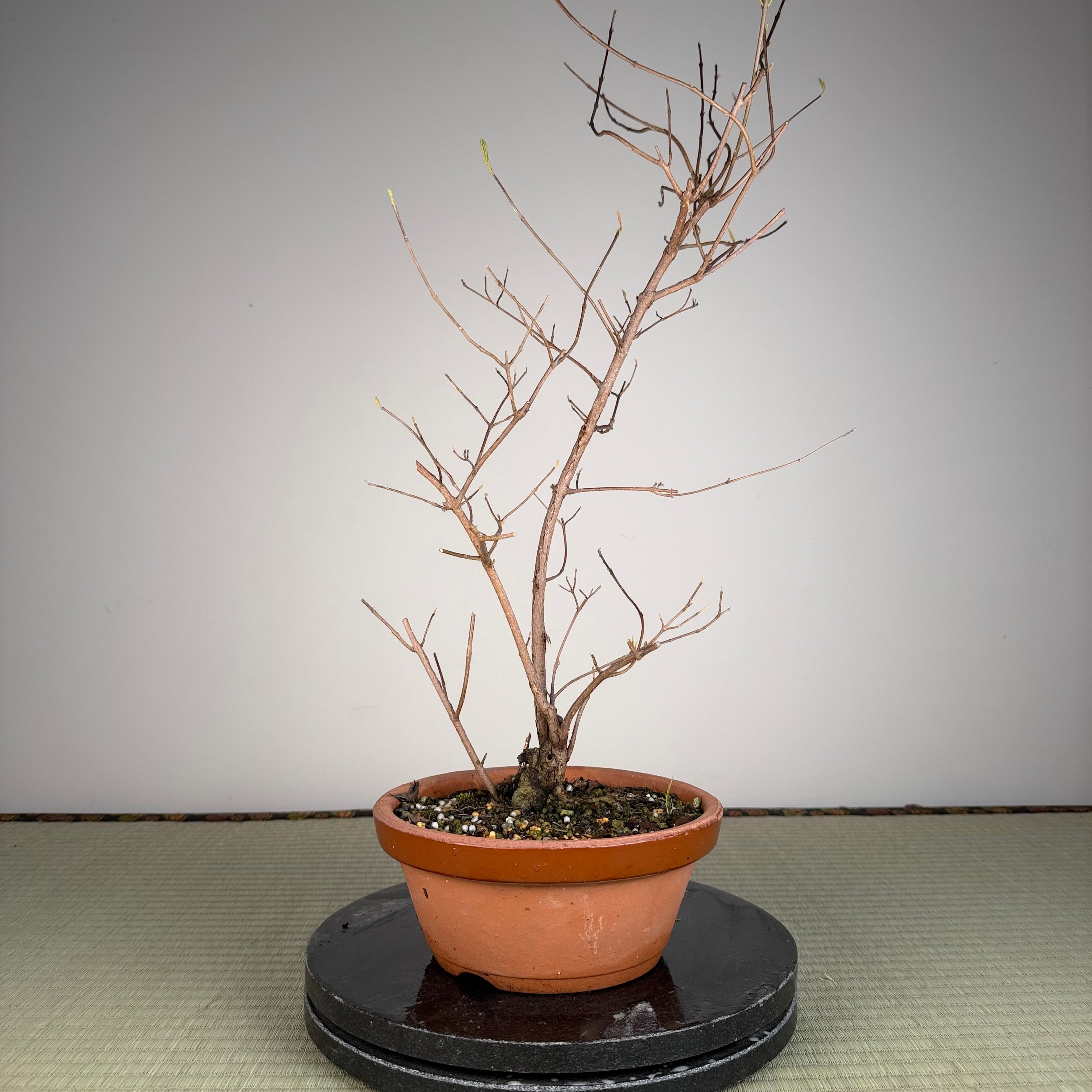 Callicarpa japonica