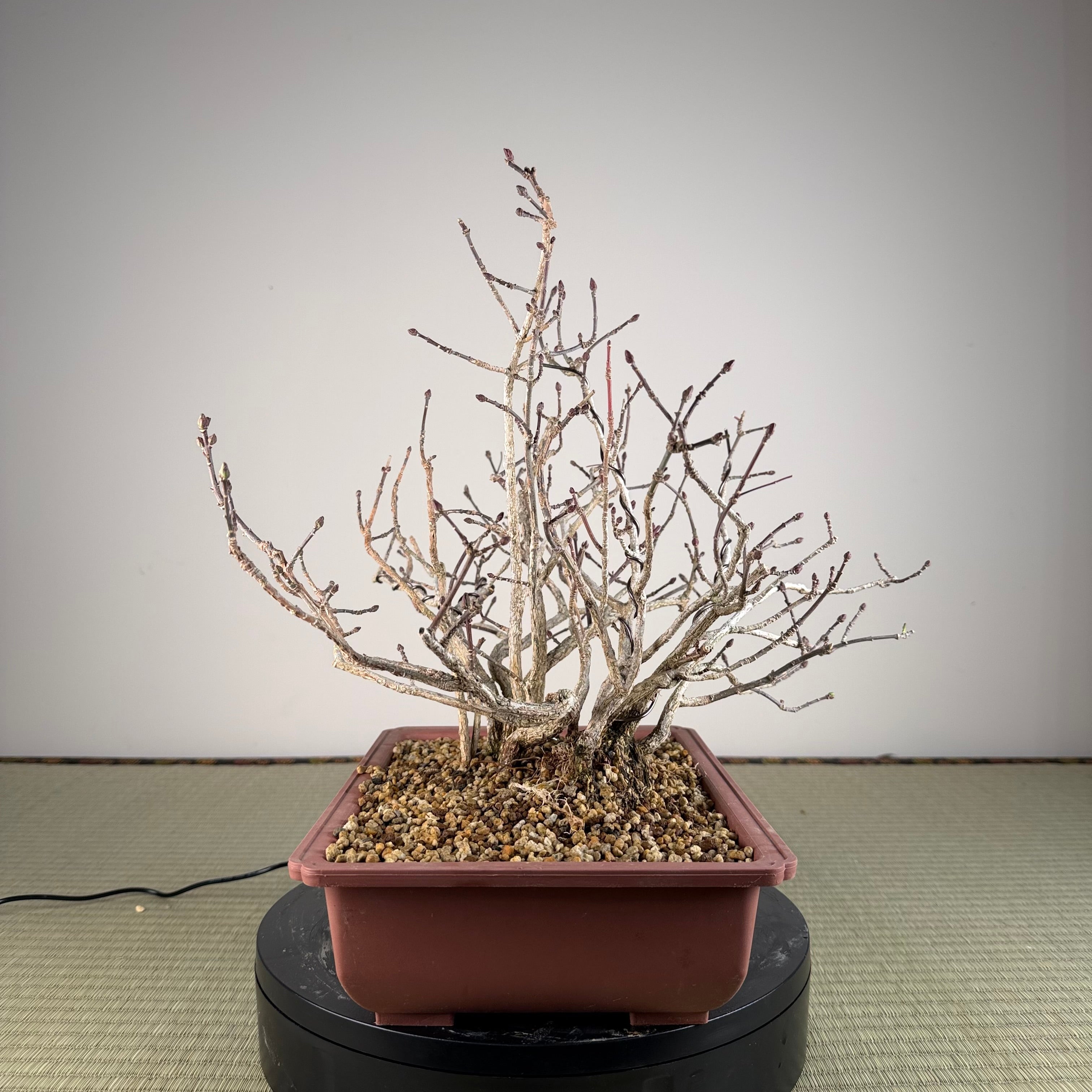Euonymus
