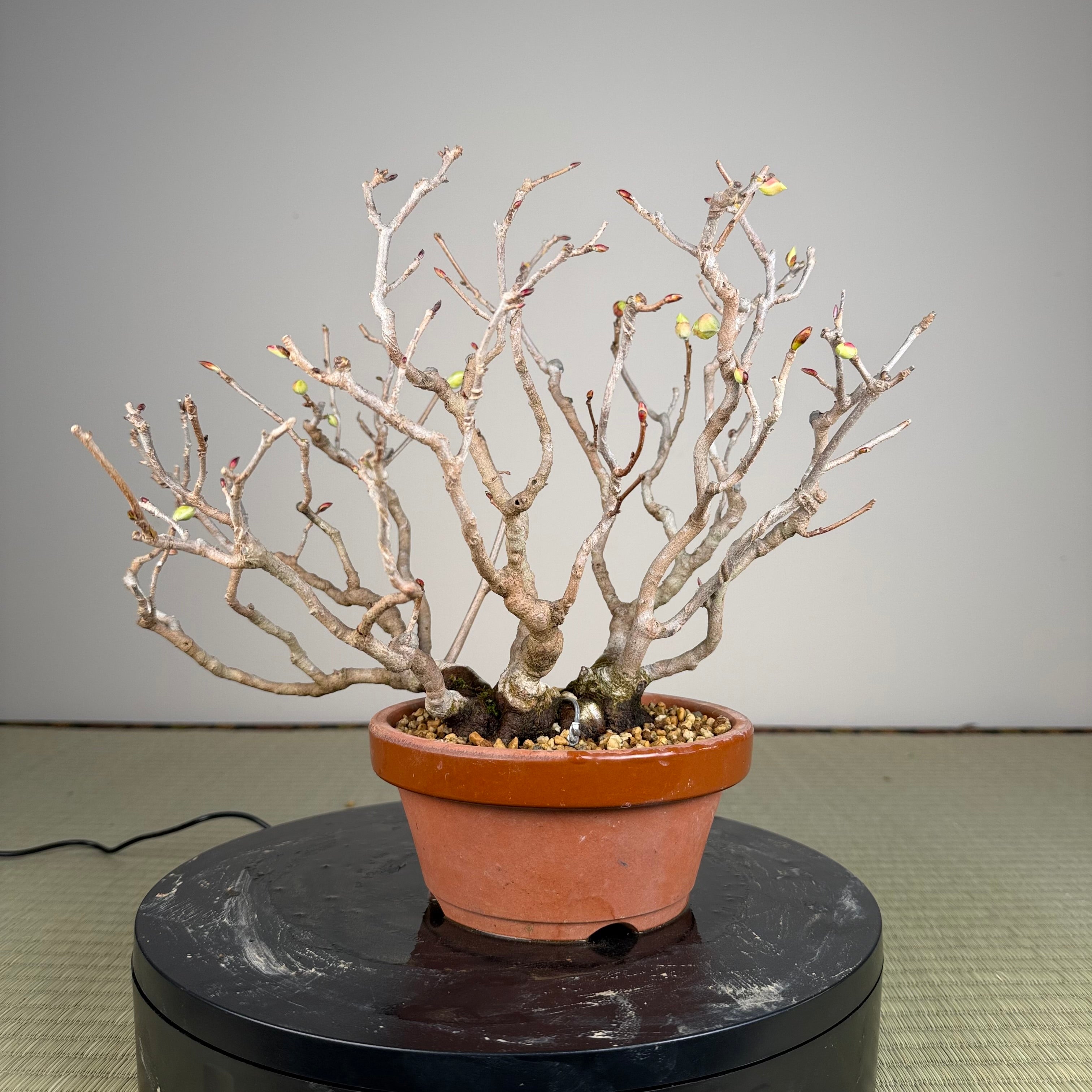 Corylopsis spicata