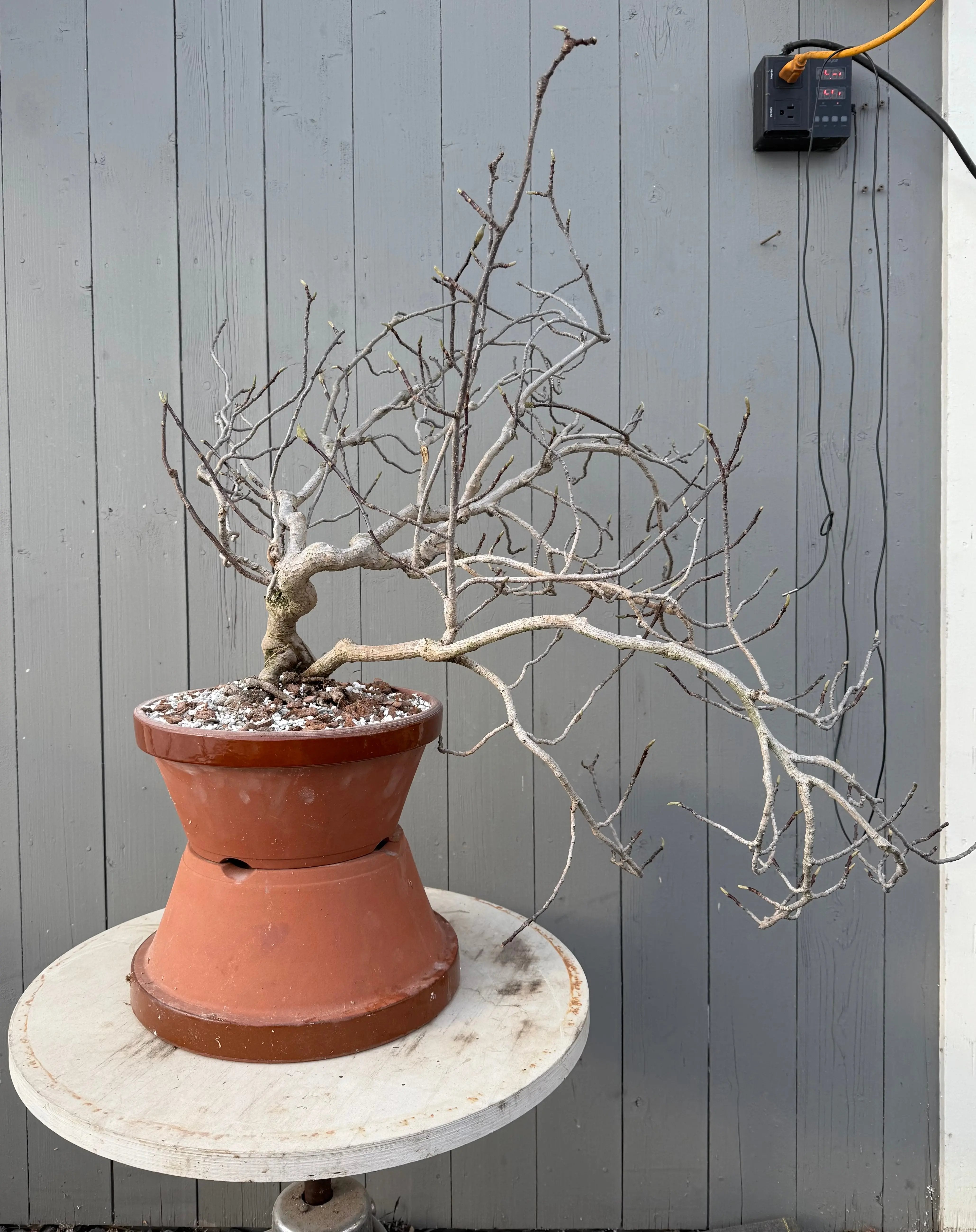 Magnolia (purple) Canada Bonsai