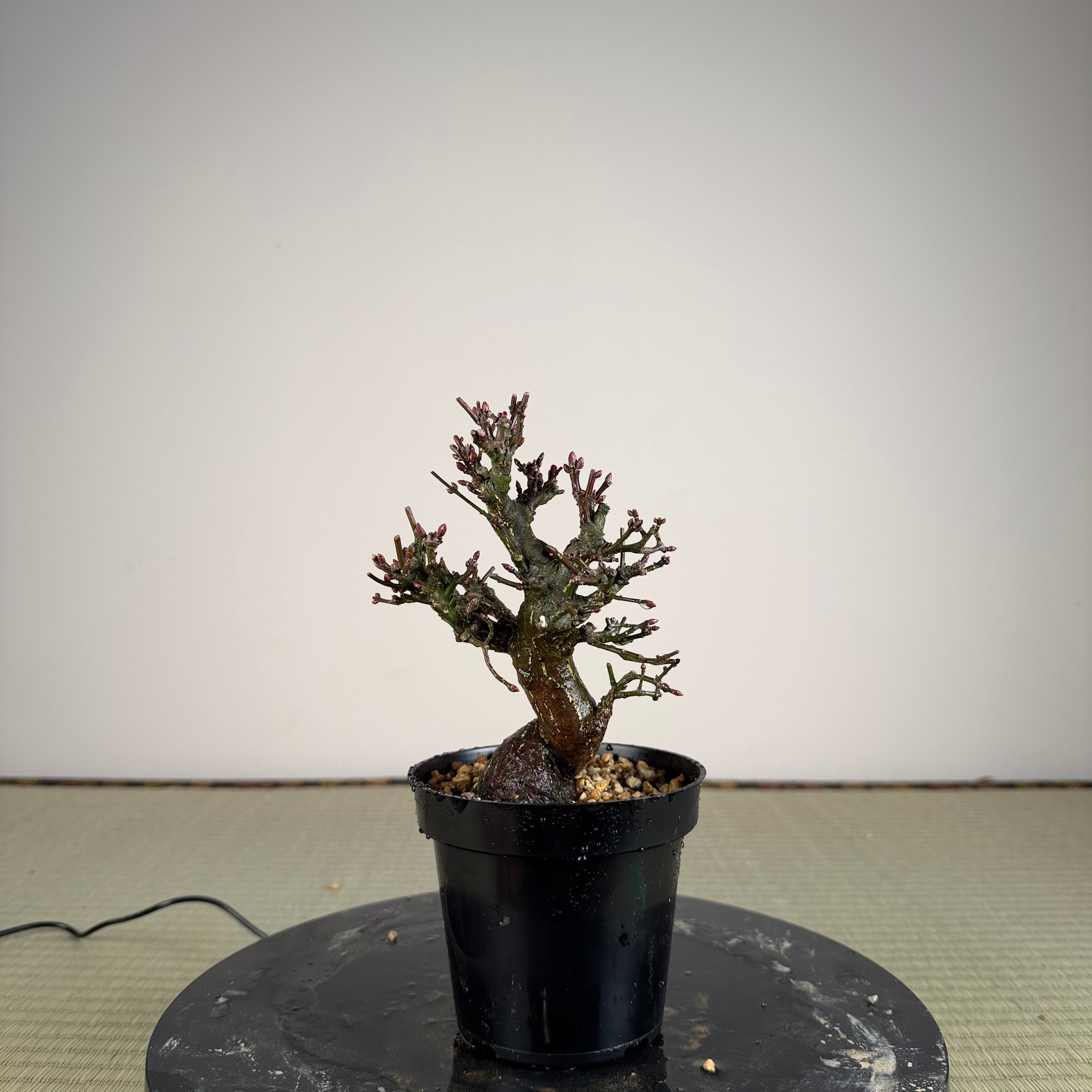 Euonymus