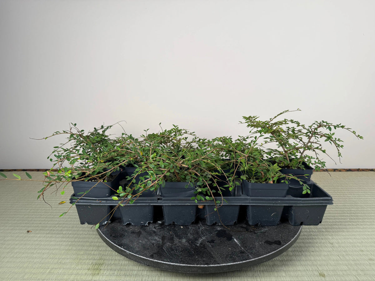 CHINESE ELM Canada Bonsai