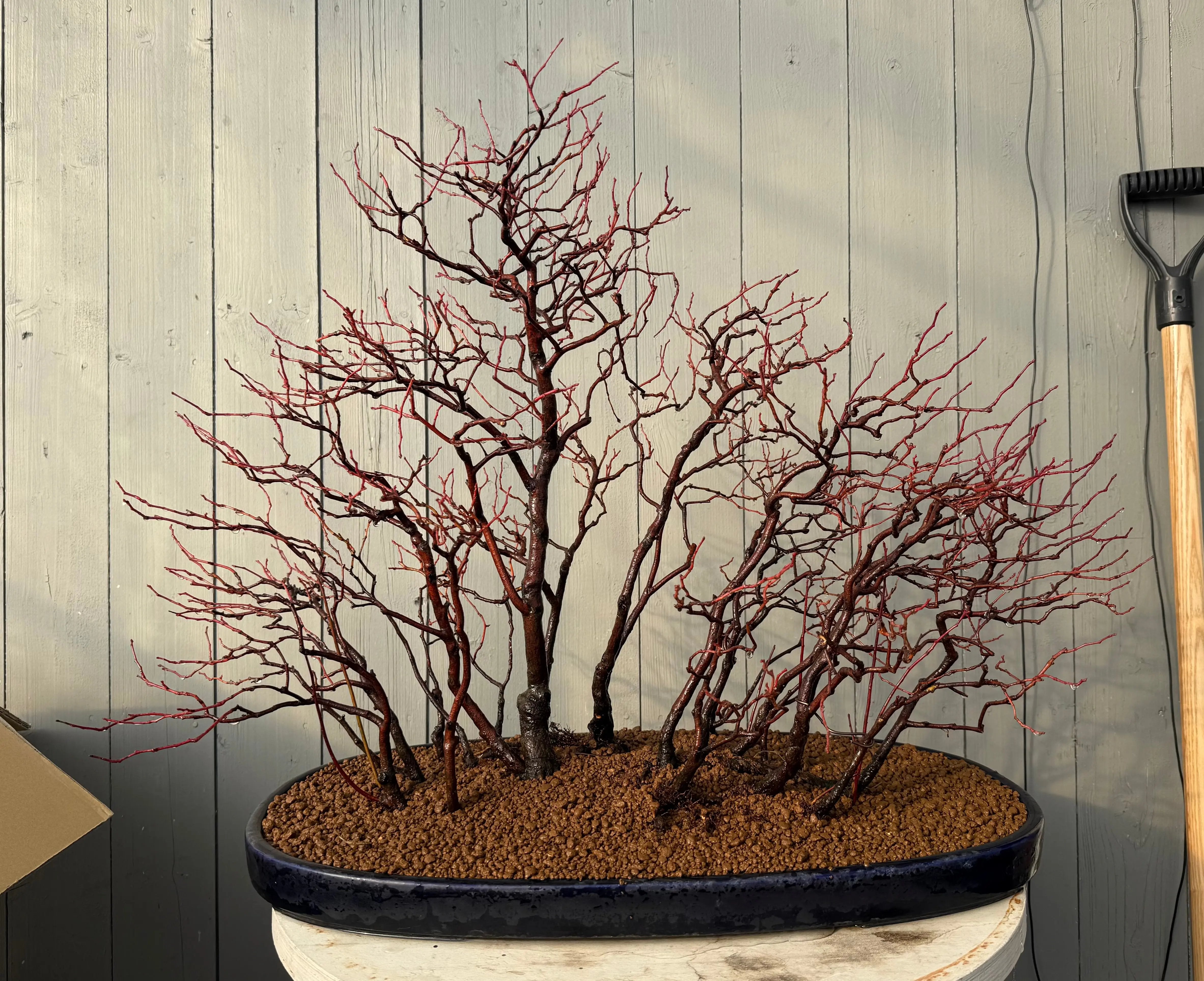 Itea japonica Canada Bonsai