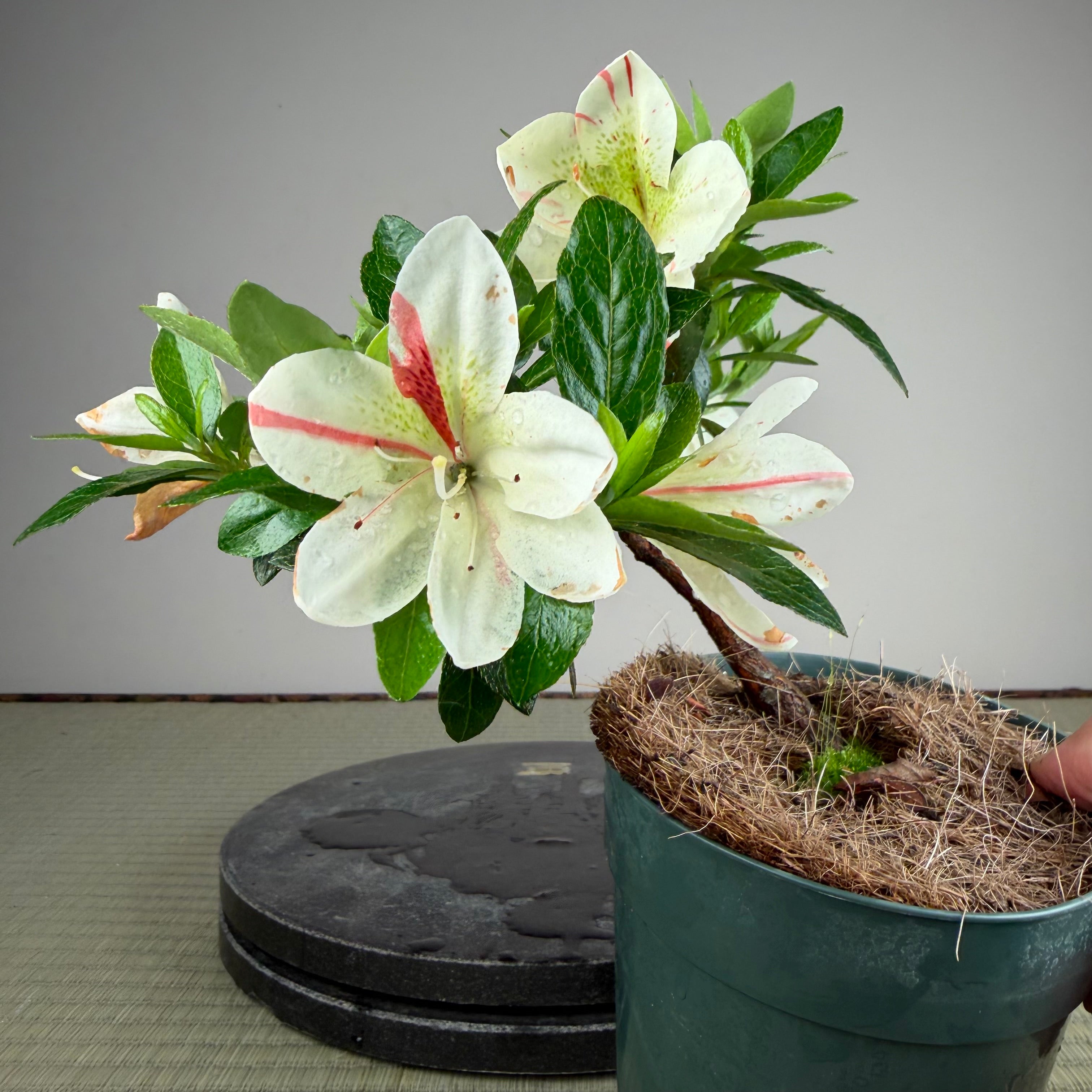 Rhododendron indicum 'Kisshoten'
