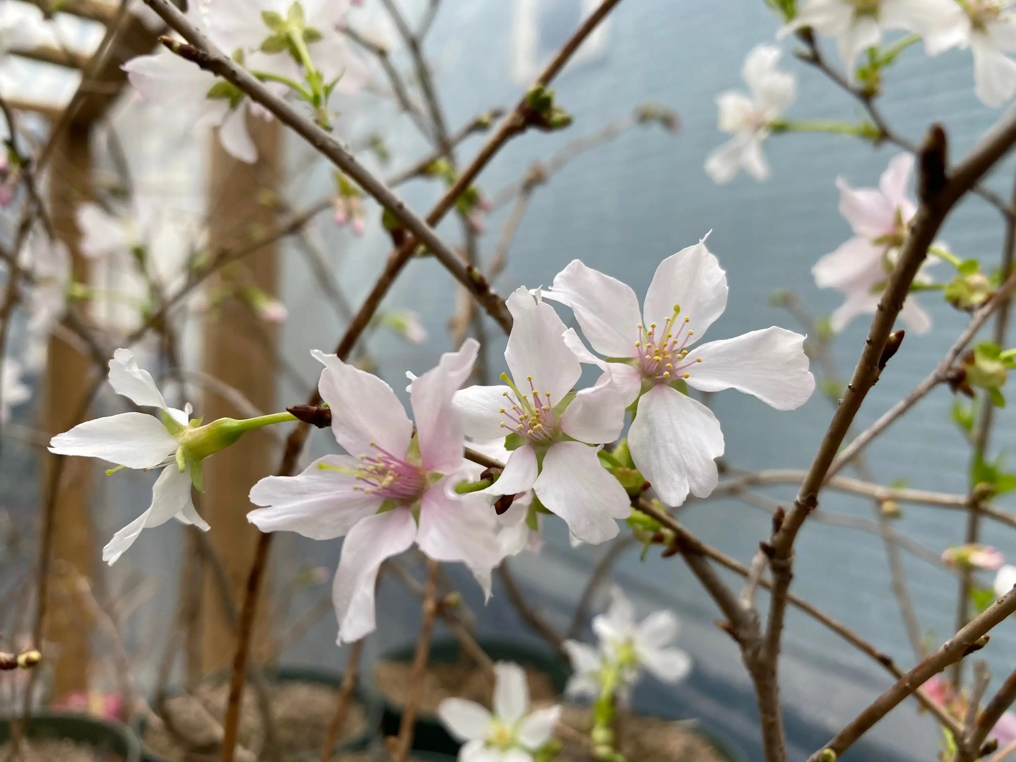 Prunus nipponica Canada Bonsai